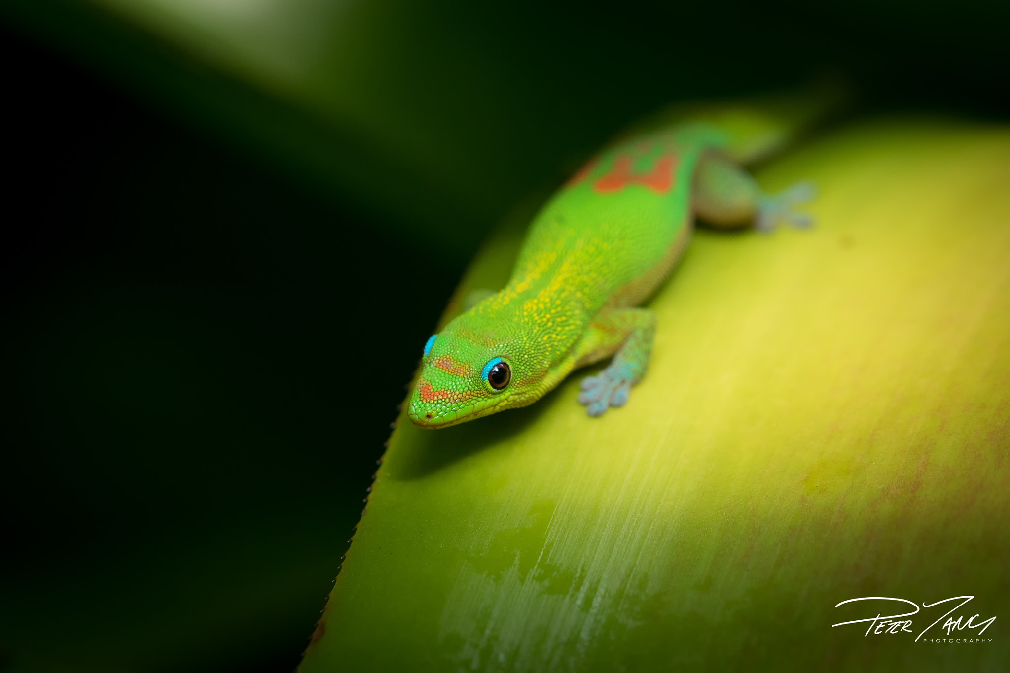 Sony a7 II + Sony 70-400mm F4-5.6 G SSM sample photo. Moo's leaf photography