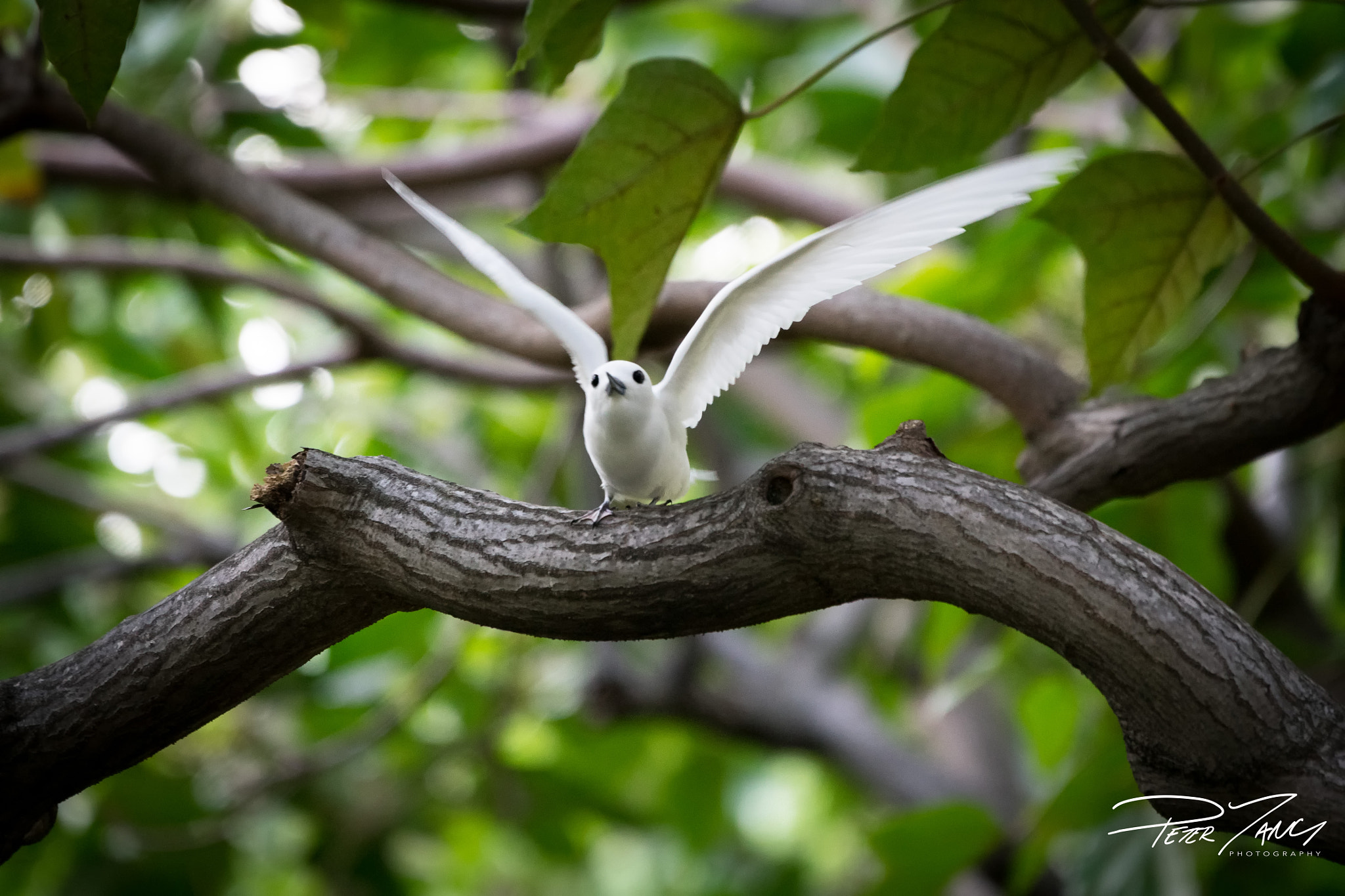 Sony a7 II + Sony 70-400mm F4-5.6 G SSM sample photo. Taking off photography