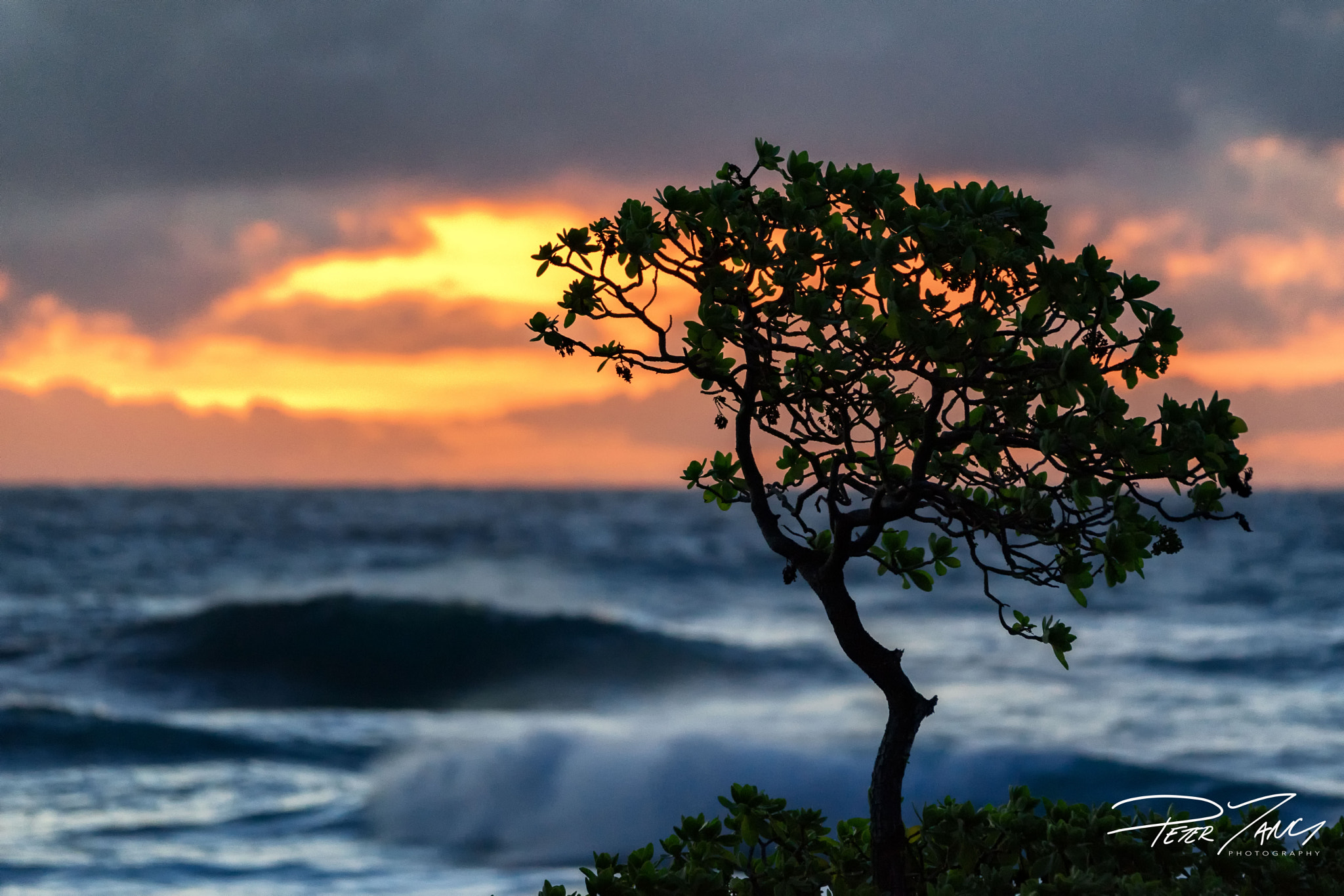 Sony a7 II + Sony 70-400mm F4-5.6 G SSM sample photo. Tiny ka iwi tree photography