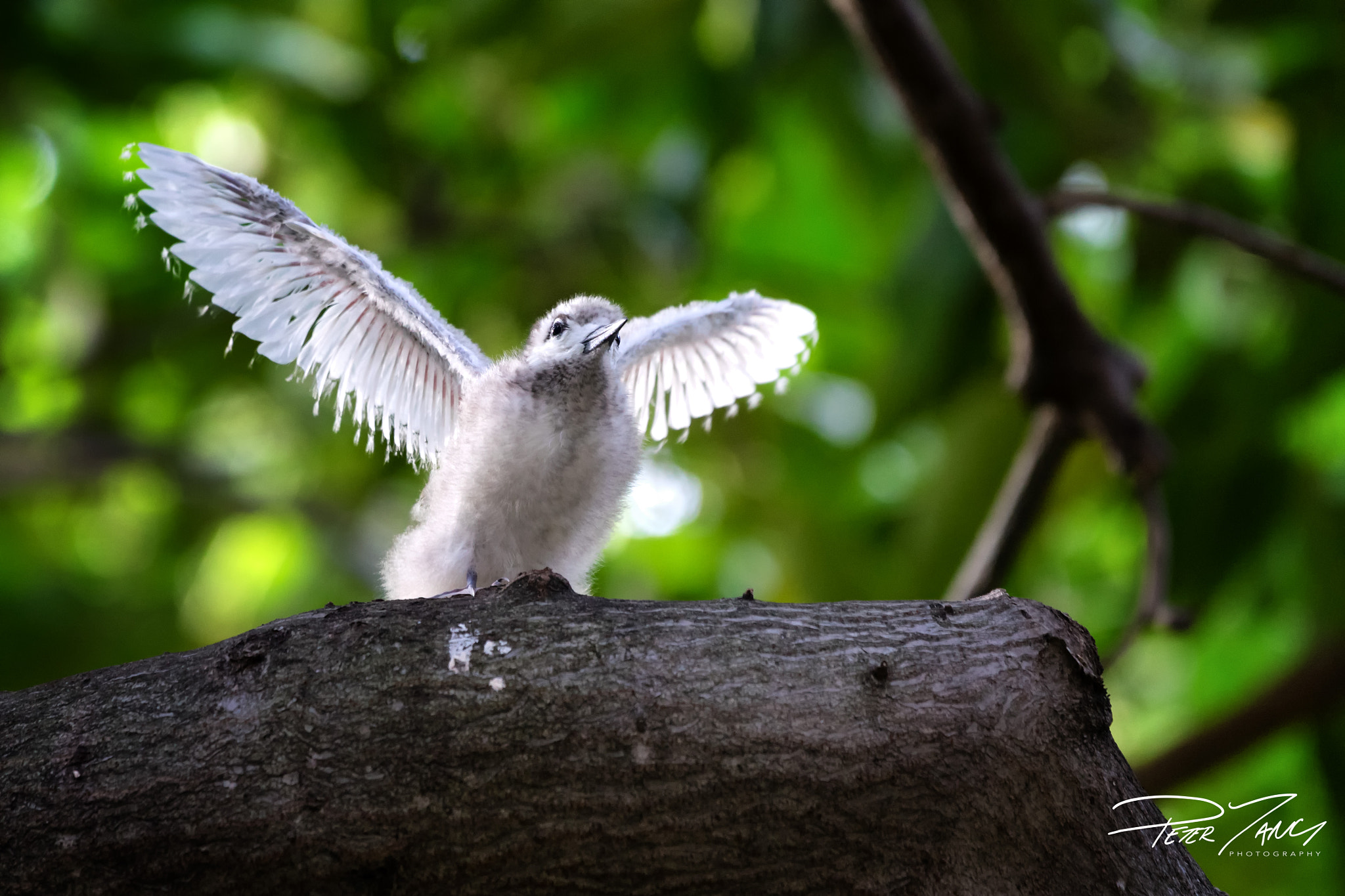 Sony a7 II + Sony 70-400mm F4-5.6 G SSM sample photo. Wishing to fly photography