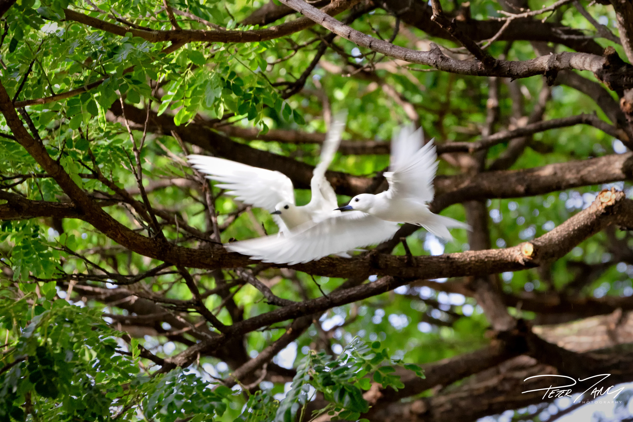 Sony a7 II + Sony 70-400mm F4-5.6 G SSM sample photo. Flying buddies photography