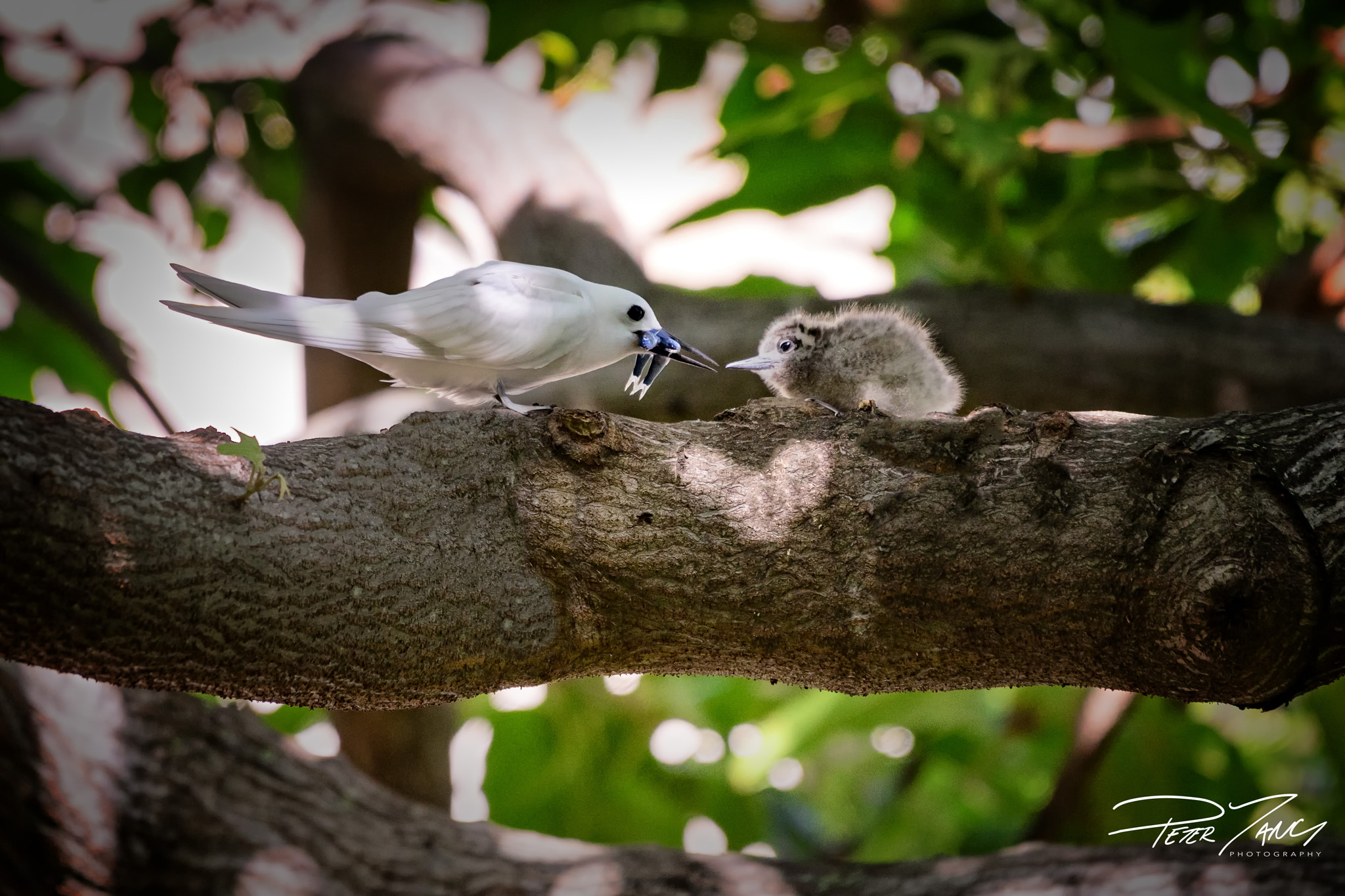 Sony 70-400mm F4-5.6 G SSM sample photo. Mom's catch of the day photography