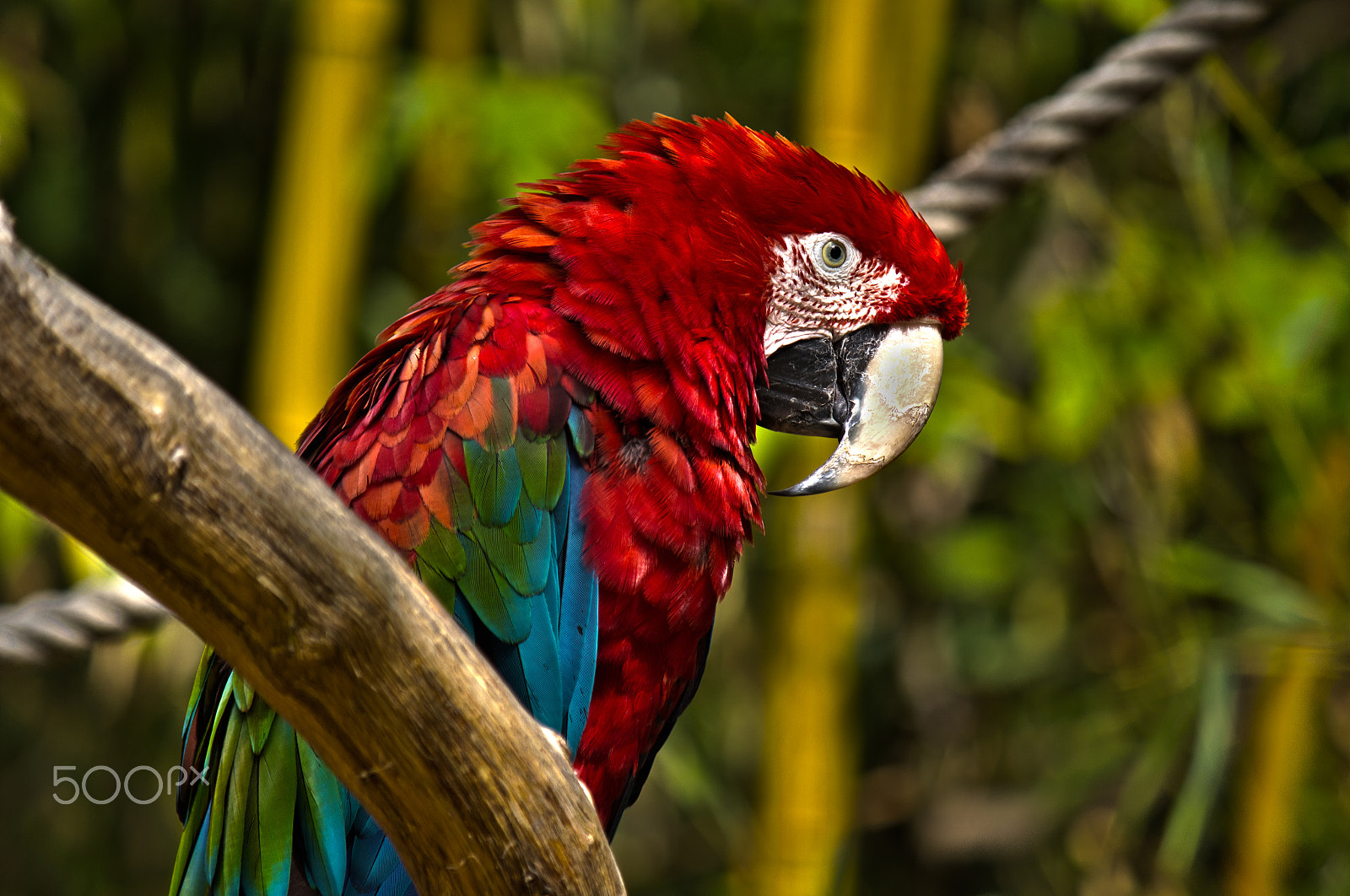 Canon EF-S 55-250mm F4-5.6 IS sample photo. Parrot perroquet hdr photography