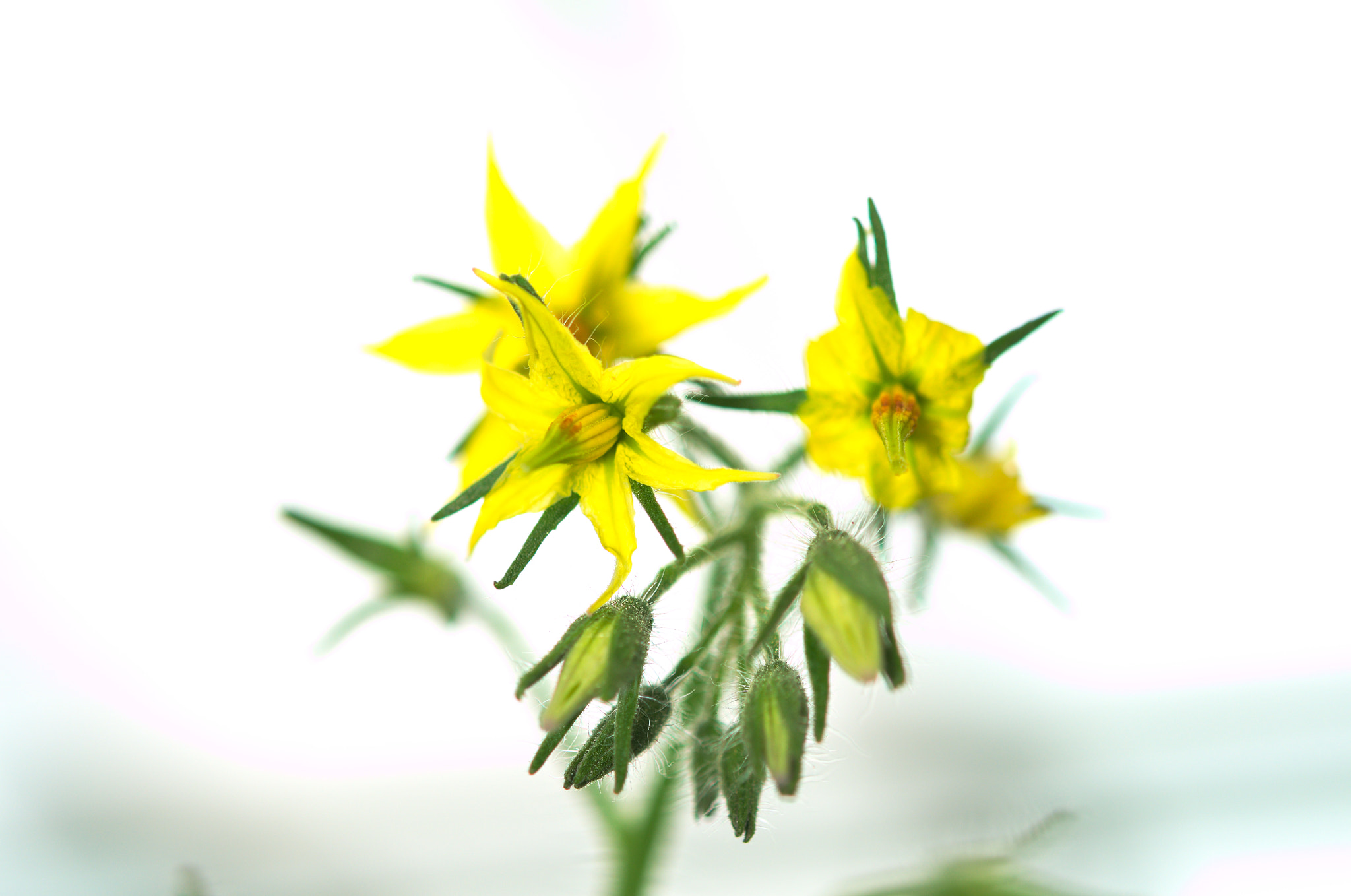 Nikon AF-S Micro-Nikkor 60mm F2.8G ED sample photo. Tomato flower photography