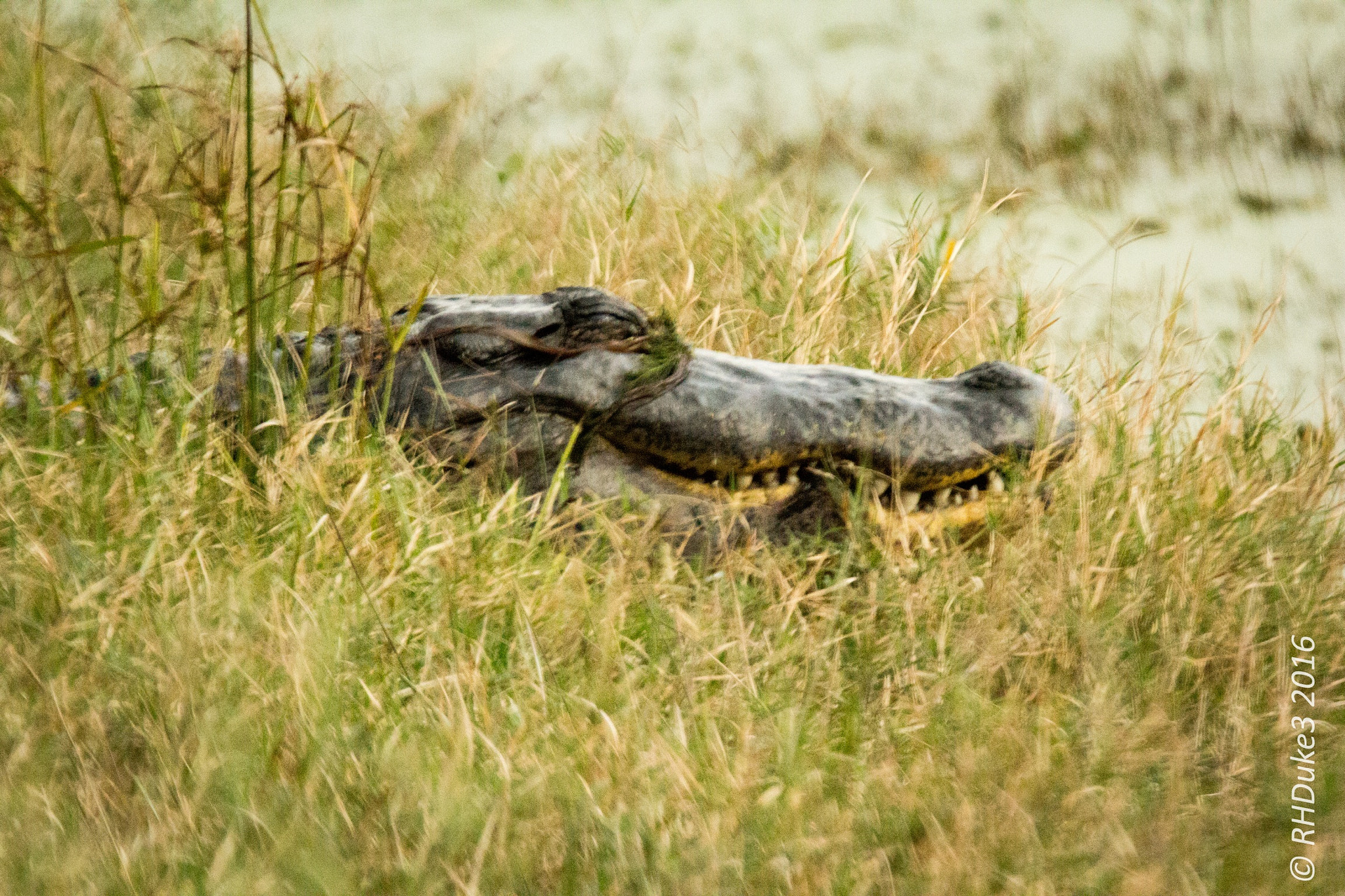 Canon EOS 60D + 150-600mm F5-6.3 DG OS HSM | Sports 014 sample photo. American alligator photography