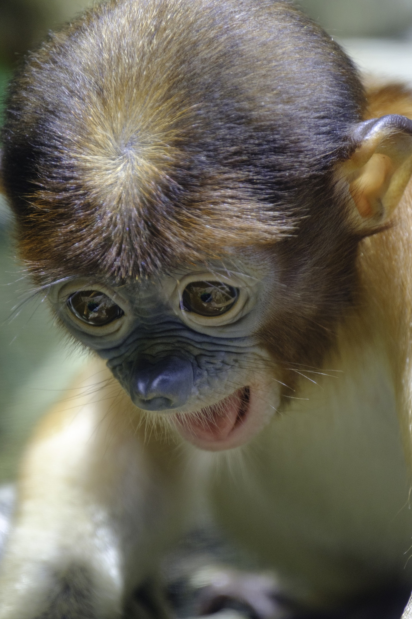 XF100-400mmF4.5-5.6 R LM OIS WR + 1.4x sample photo. Proboscis baby photography