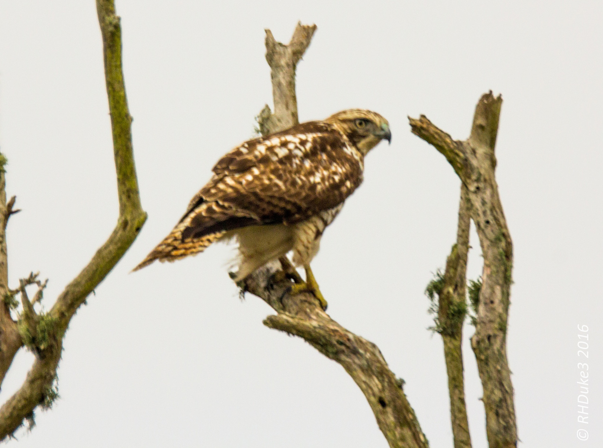 Canon EOS 60D + 150-600mm F5-6.3 DG OS HSM | Sports 014 sample photo. Red tail hawk photography