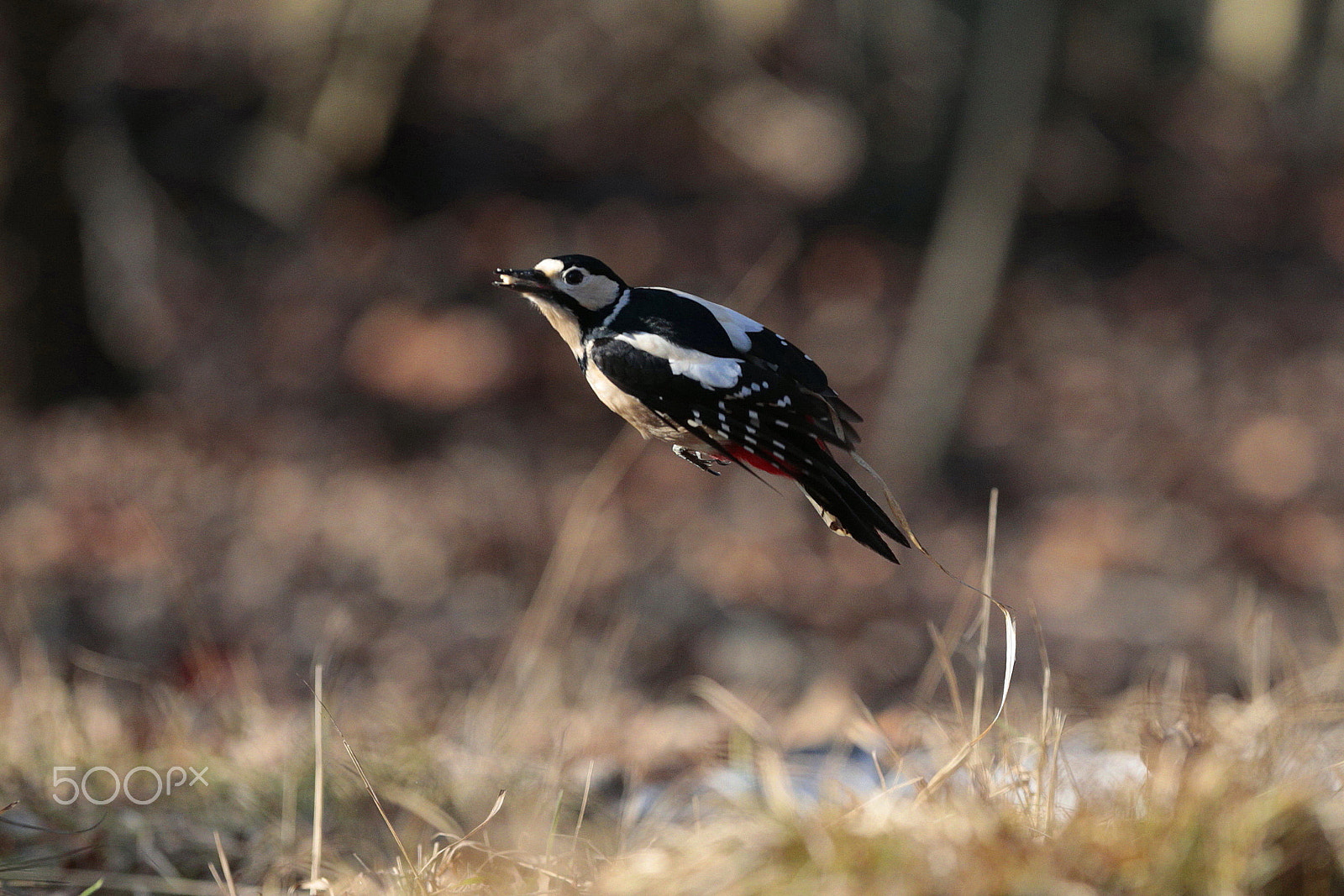 Canon EF 300mm F2.8L IS USM sample photo. Woodpecker photography