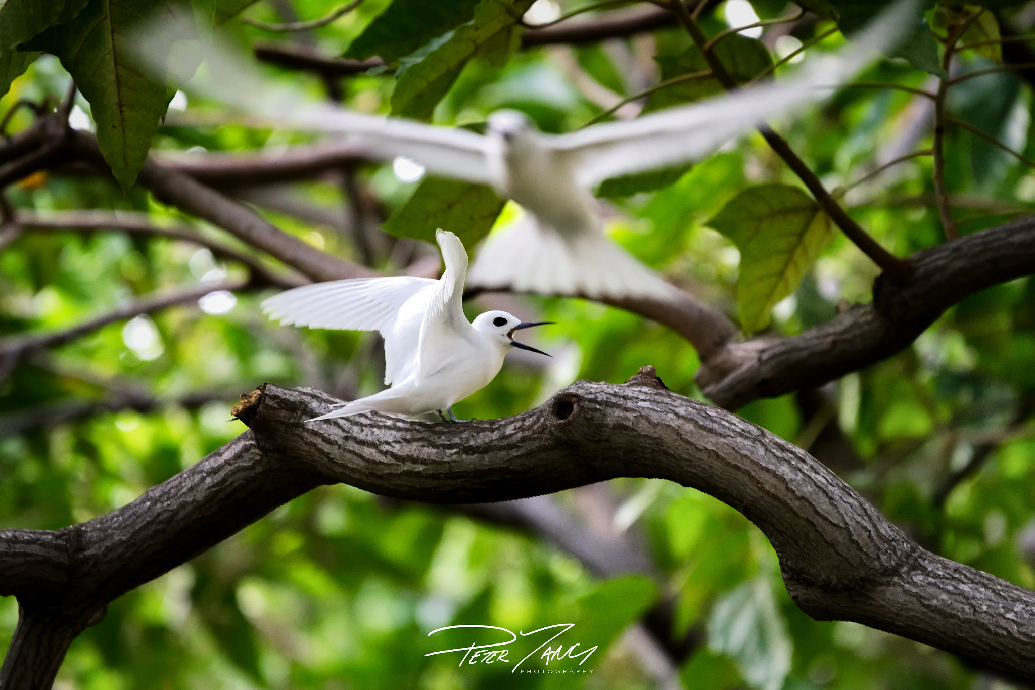 Sony a7 II + Sony 70-400mm F4-5.6 G SSM sample photo. Attack of the birds photography