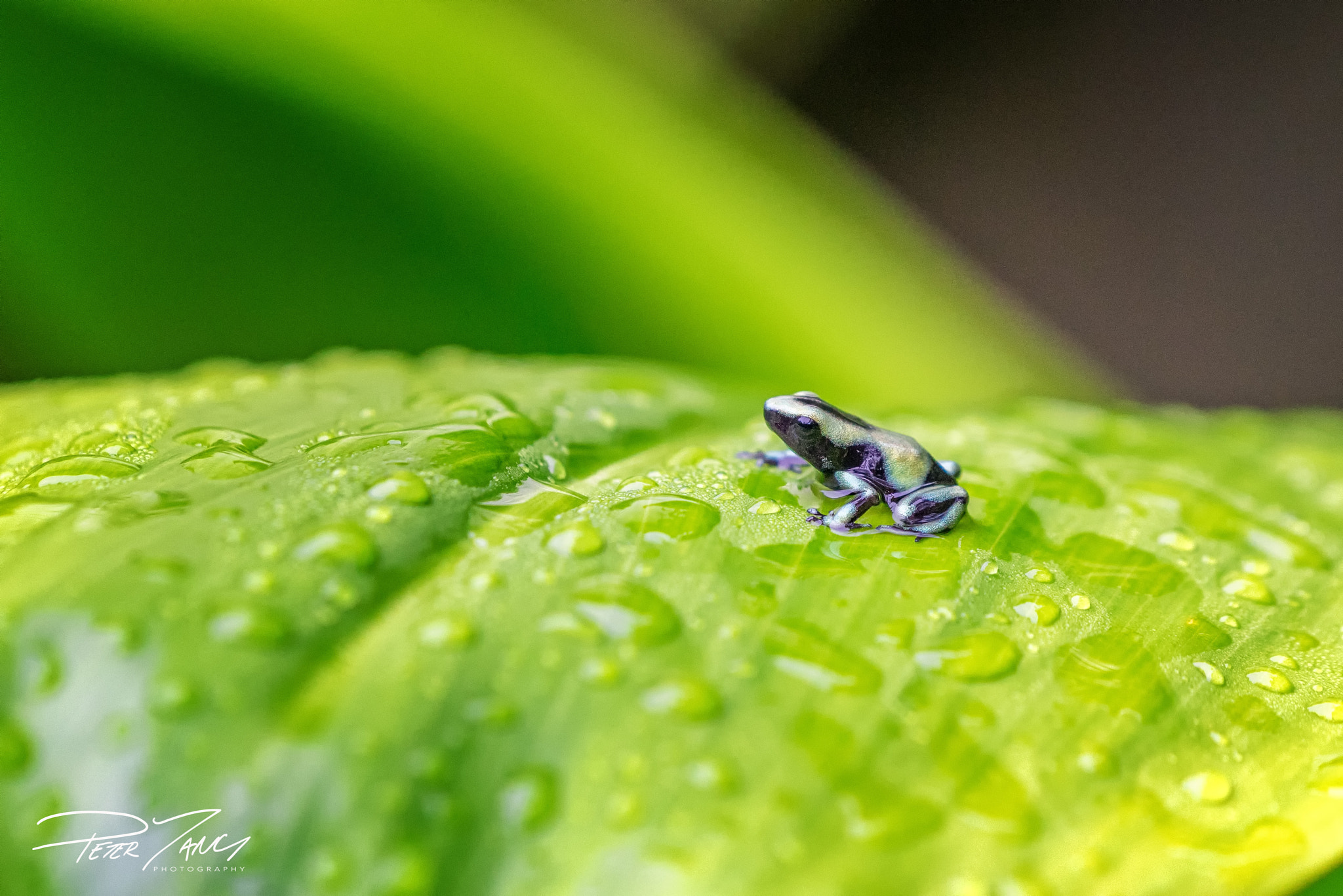 Sony a7 II + Sony 70-400mm F4-5.6 G SSM sample photo. Baby dart frog on ti leaf photography