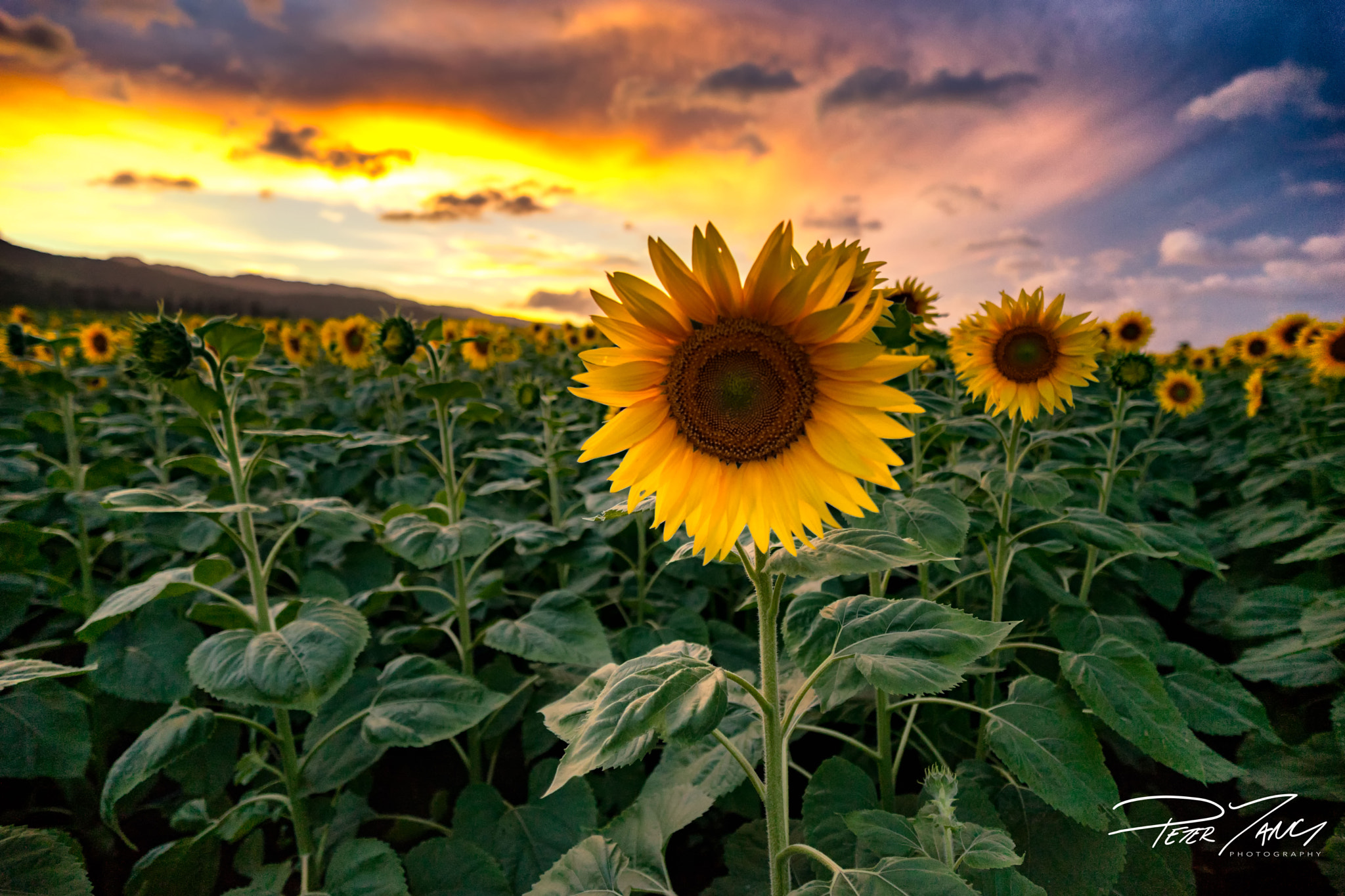 Sony a7 II + ZEISS Batis 18mm F2.8 sample photo. Sunflower at dusk photography