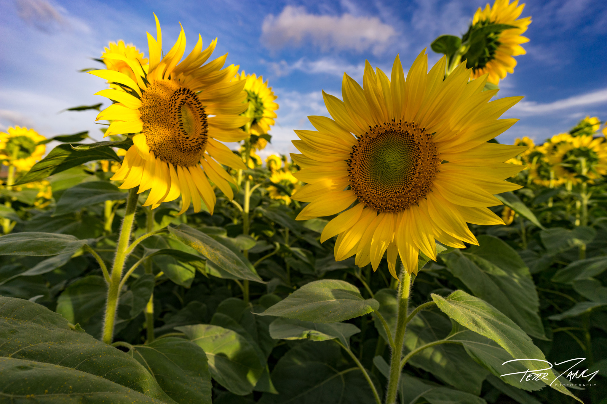 Sony a7 II + ZEISS Batis 18mm F2.8 sample photo. Sunflower couple photography