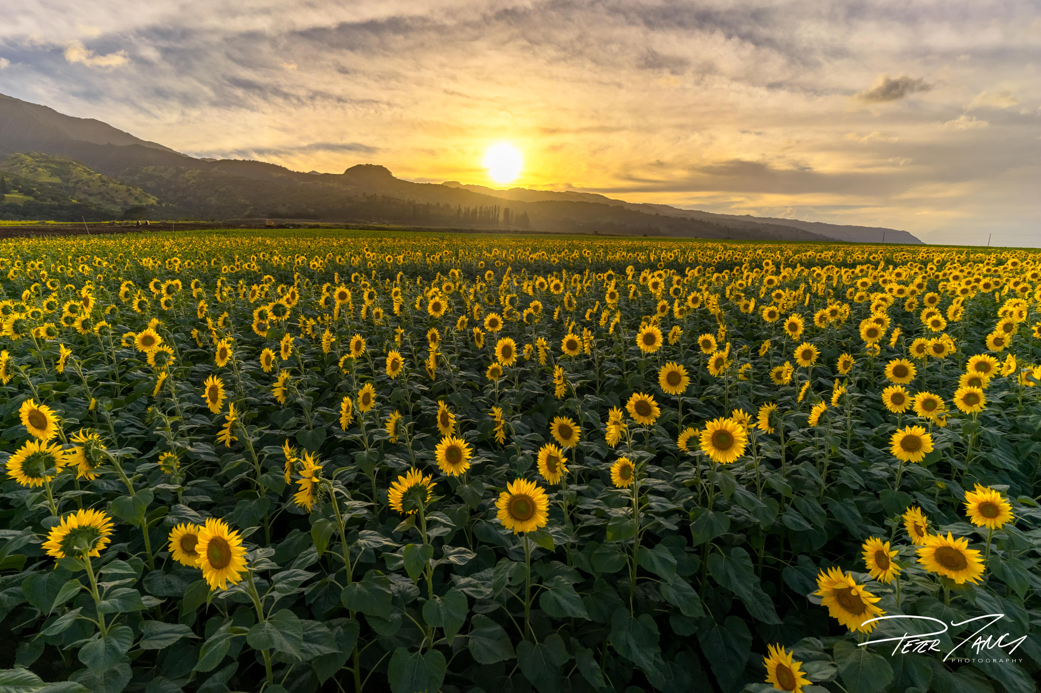 ZEISS Batis 18mm F2.8 sample photo. Waialua sunflower field photography