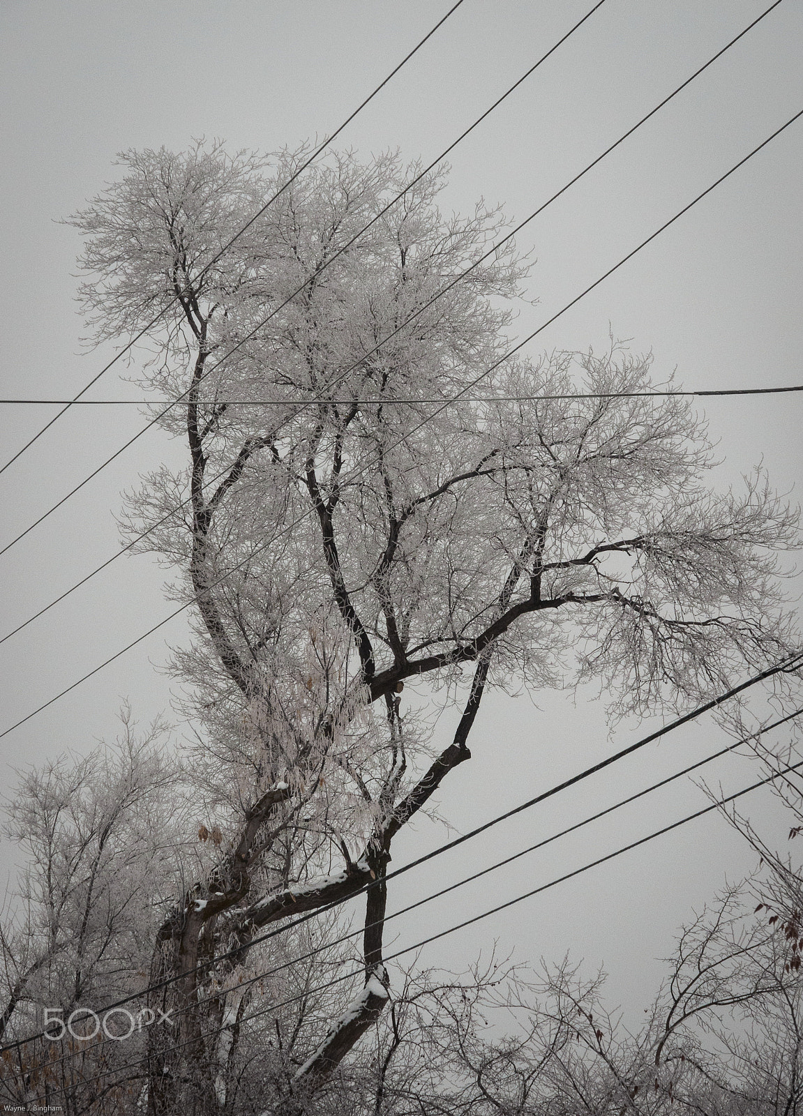 Olympus OM-D E-M1 sample photo. Dancing with wires photography