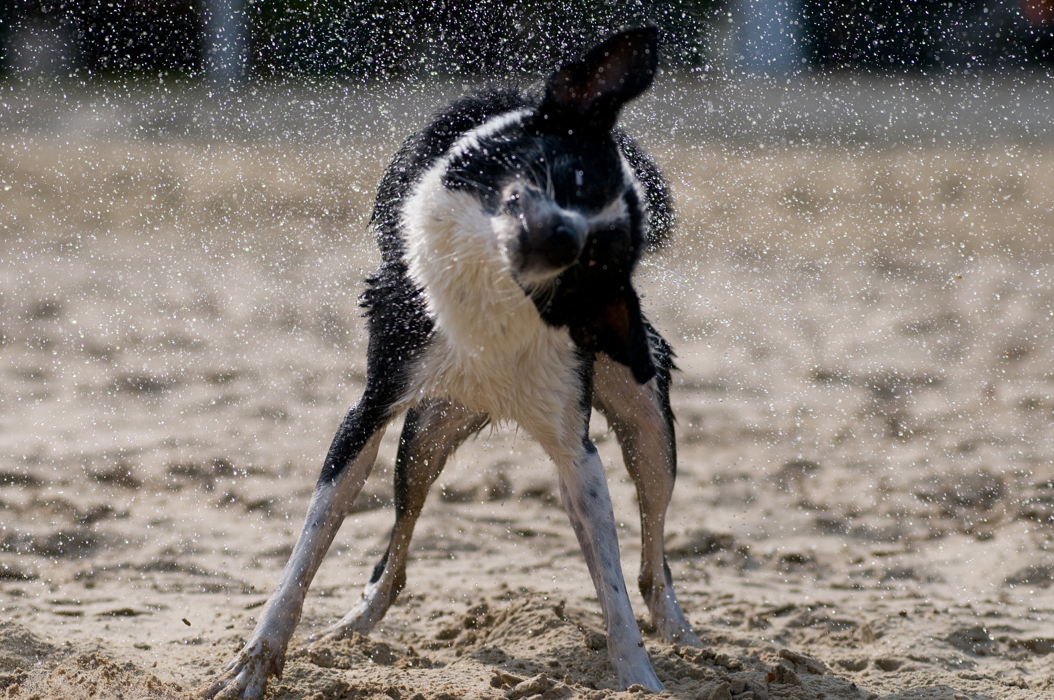 Nikon AF-Nikkor 80-200mm F2.8D ED sample photo. Dog shaking after swimming photography