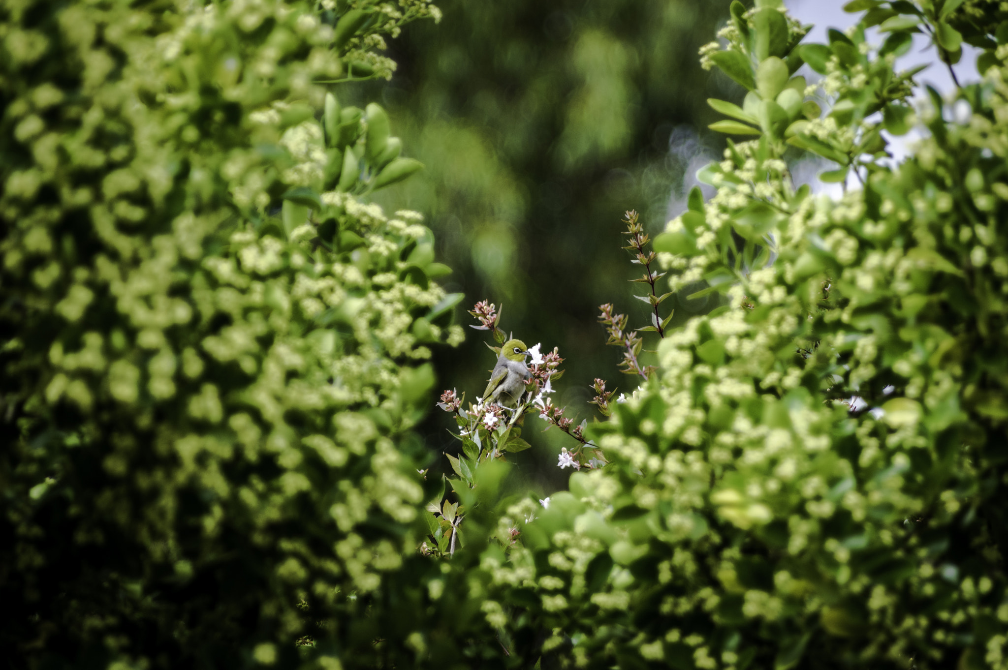 Pentax K-3 II + Pentax smc DA* 60-250mm F4.0 ED (IF) SDM sample photo. Little bird photography