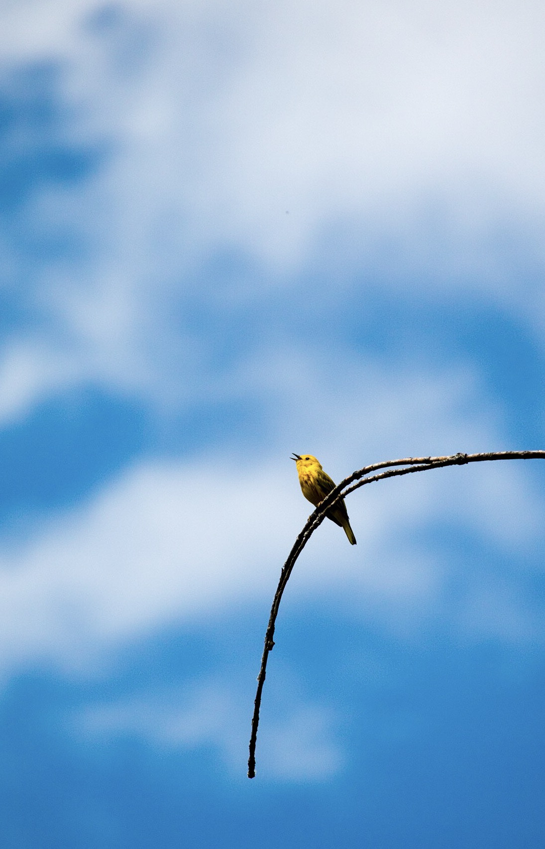 Canon EF-S 55-250mm F4-5.6 IS STM sample photo. Songbird on branch photography