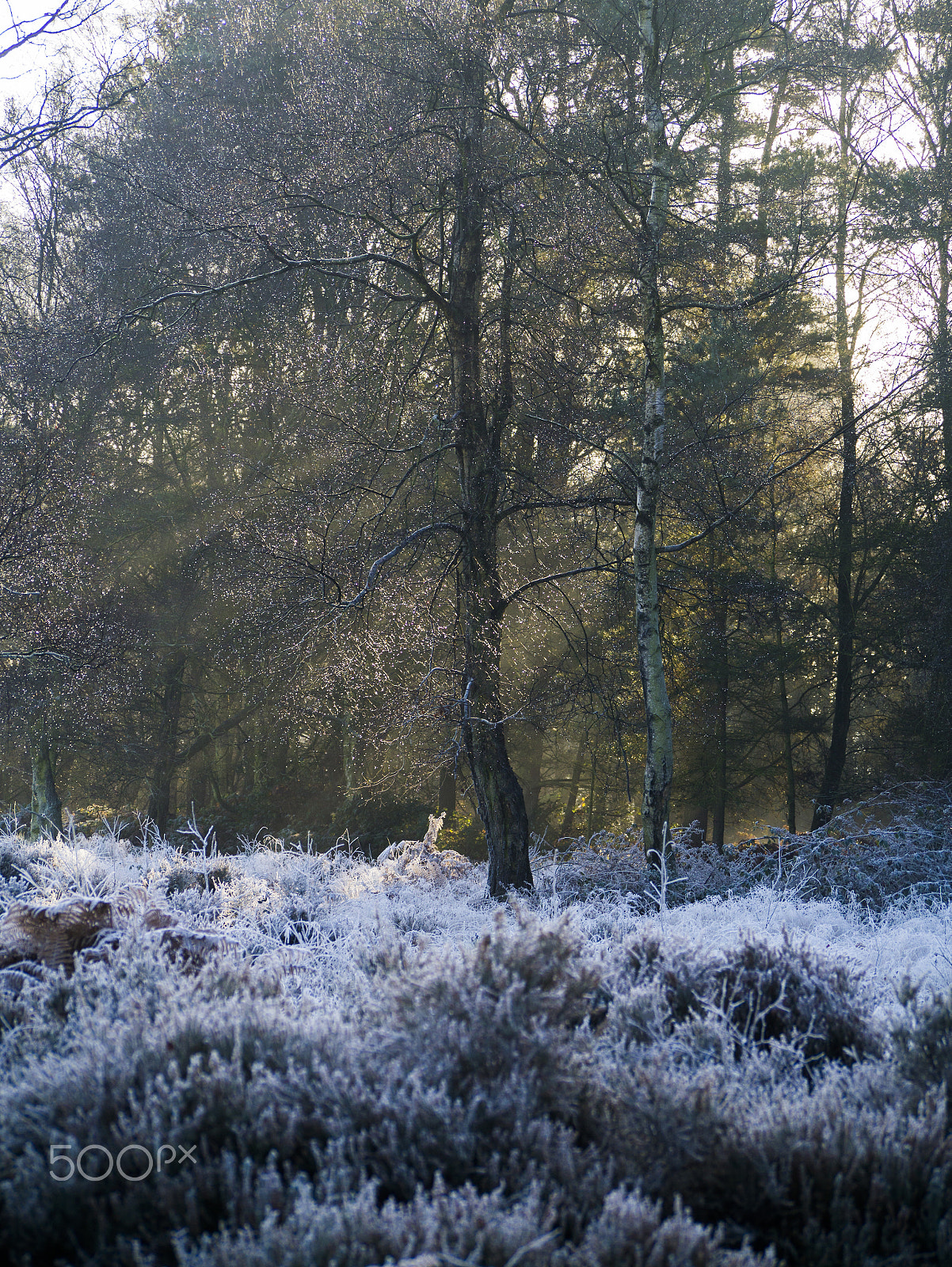 Panasonic Lumix G Vario 45-200mm F4-5.6 OIS sample photo. Frosty morning photography