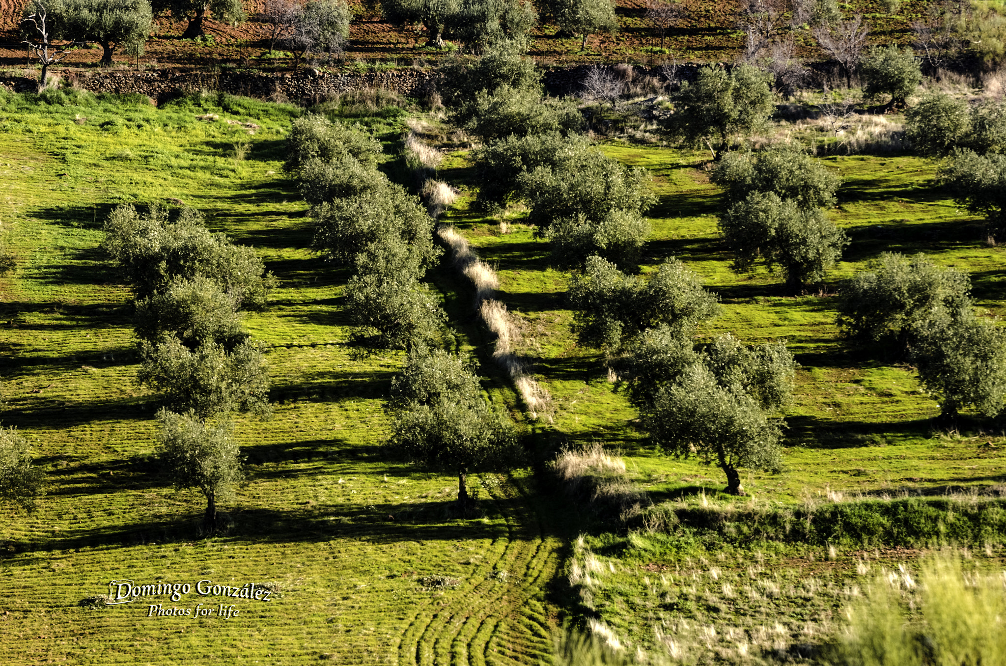 Nikon D7000 + Sigma 50-150mm F2.8 EX APO DC OS HSM sample photo. Los olivos photography