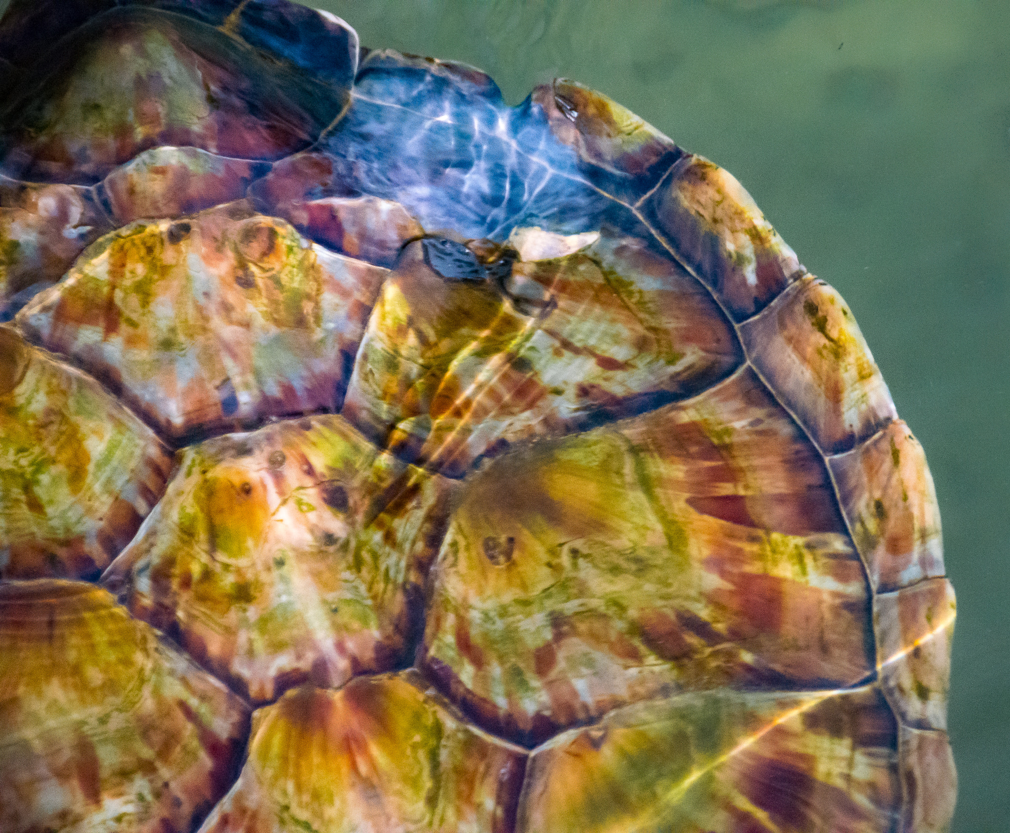 Sony SLT-A57 sample photo. Underwater sea turtle photography