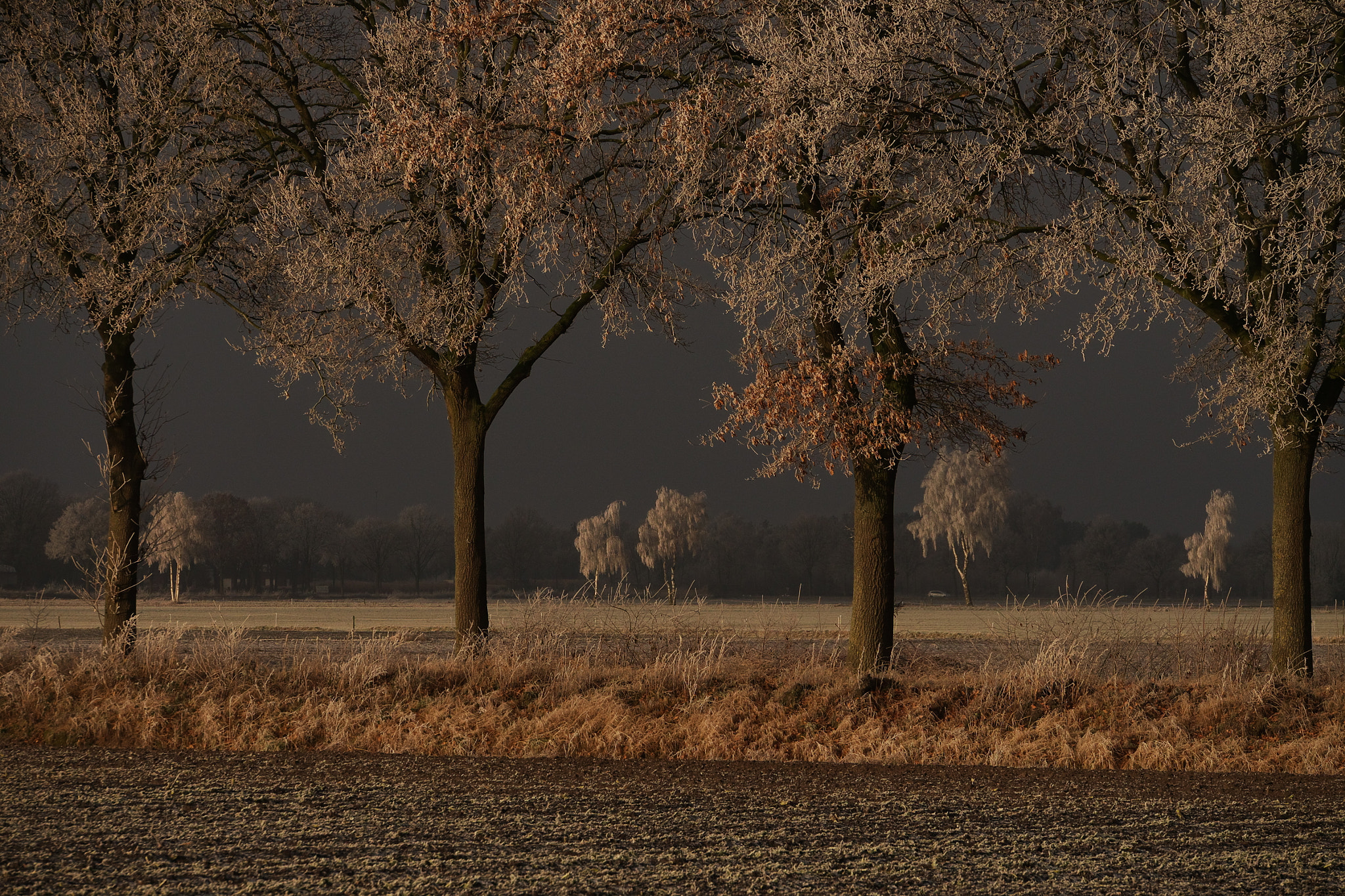 Panasonic Lumix G X Vario 35-100mm F2.8 OIS sample photo. New years day photography