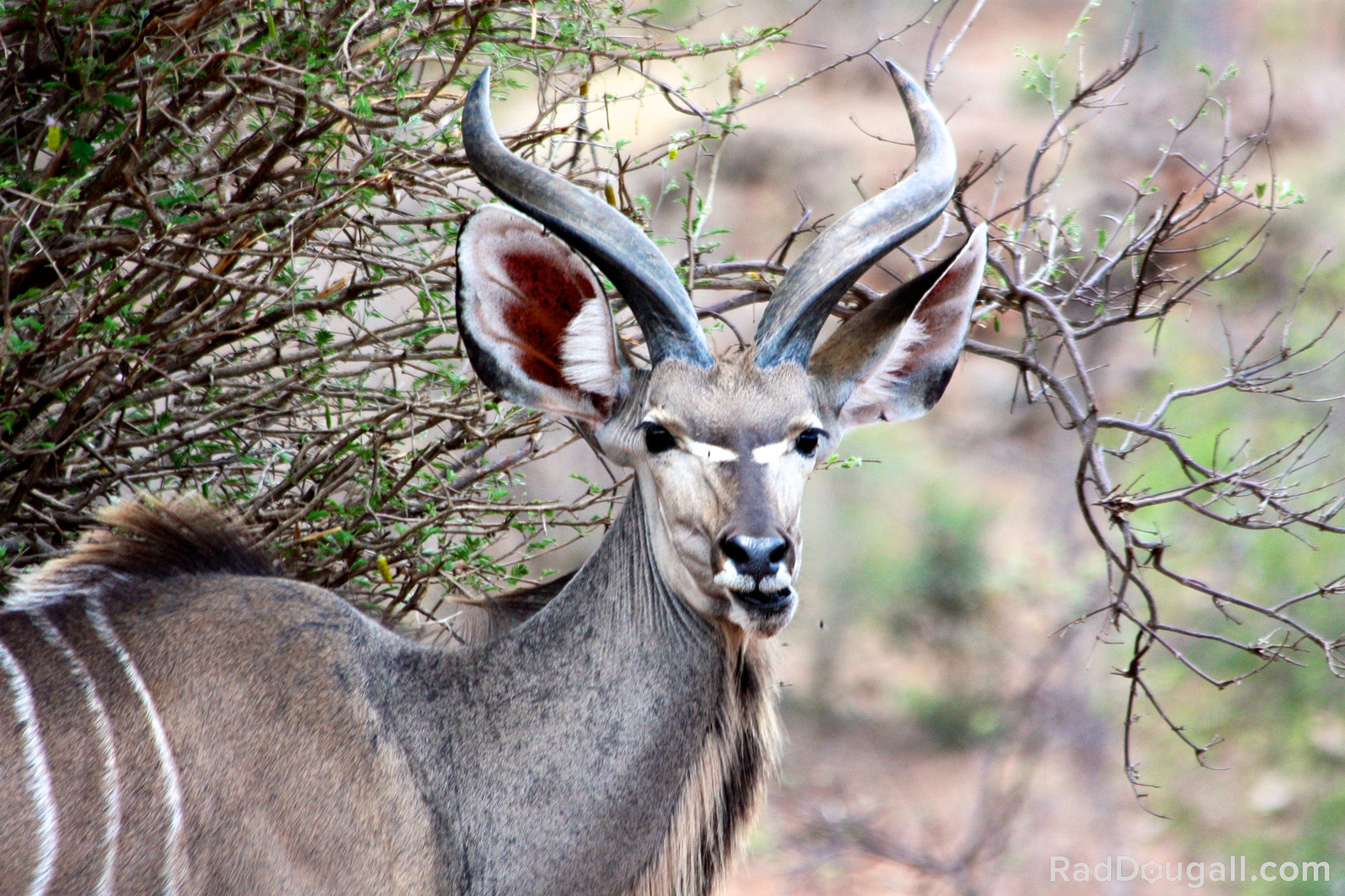 Canon EF 70-300mm F4-5.6 IS USM sample photo. Kudu in the brush photography