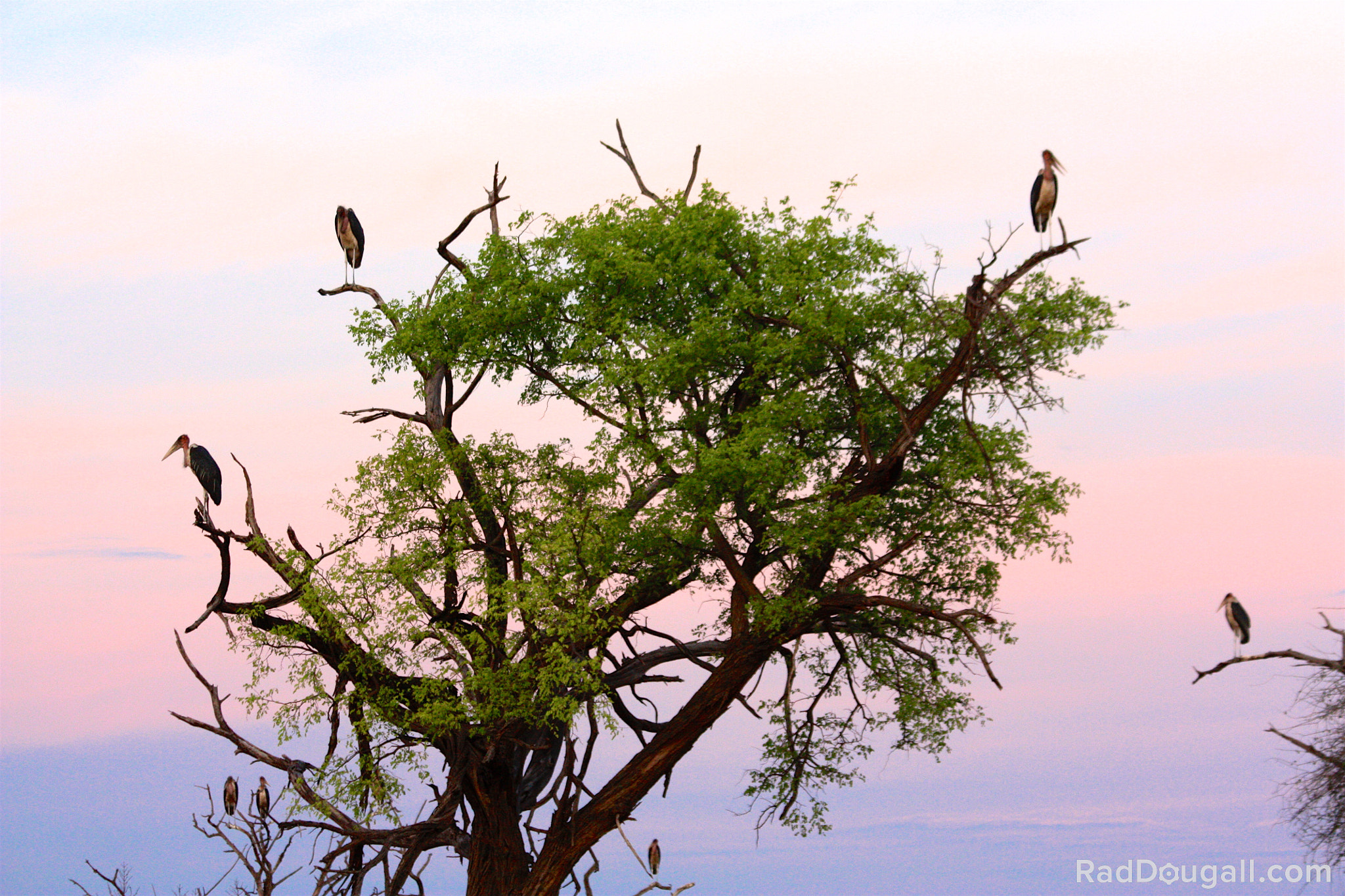 Canon EF 70-300mm F4-5.6 IS USM sample photo. Vultures hanging around photography