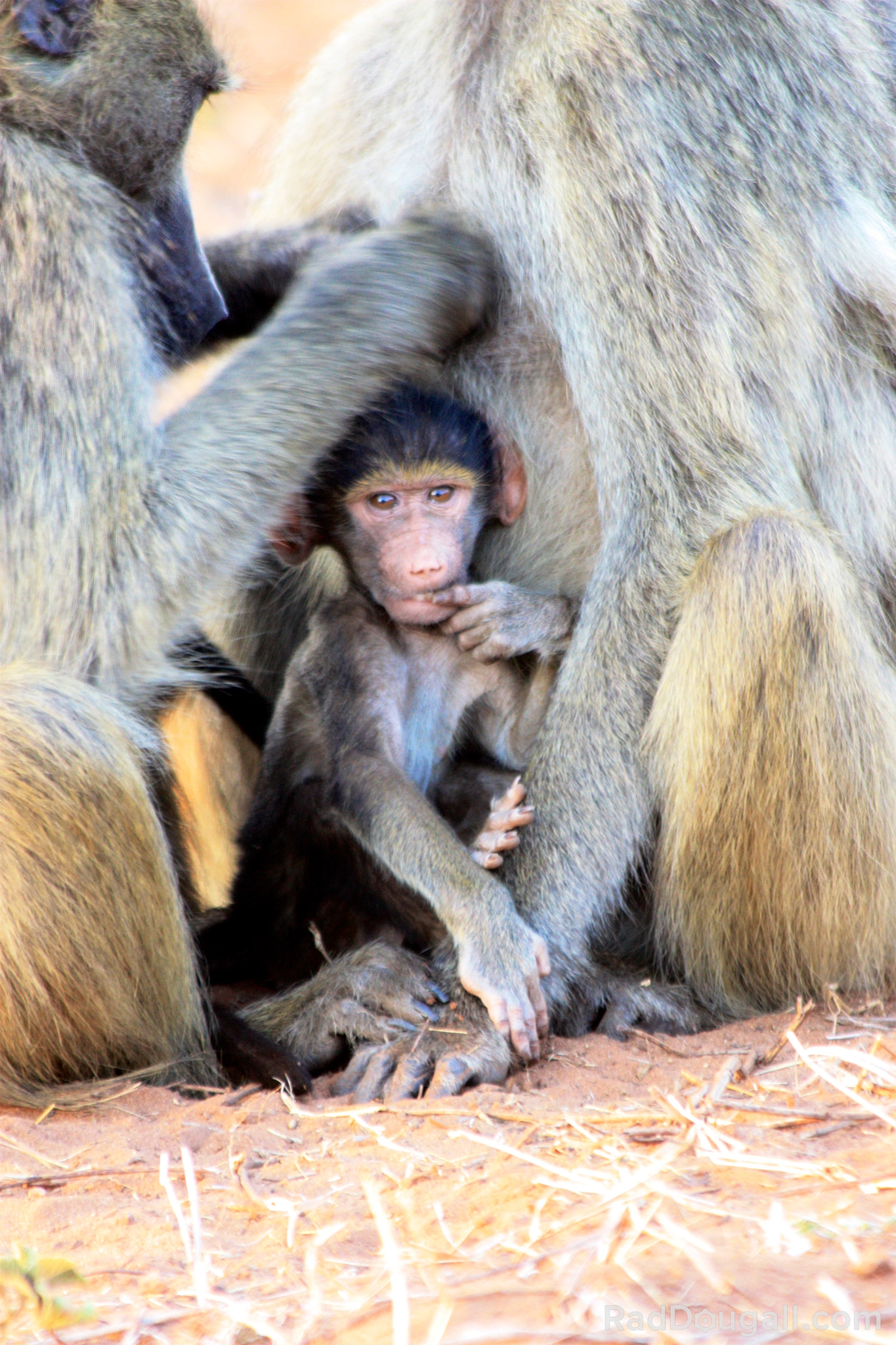Canon EF 70-300mm F4-5.6 IS USM sample photo. Baboon baby 'hide me' photography