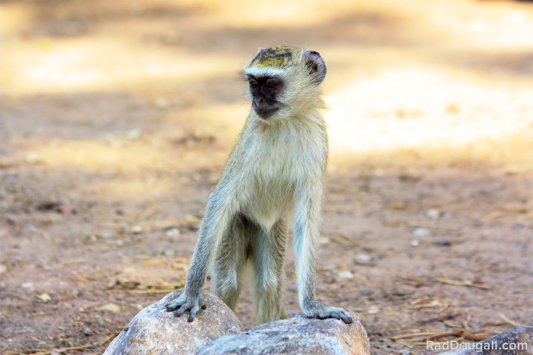 Canon EF 70-300mm F4-5.6 IS USM sample photo. Baboon baby photography