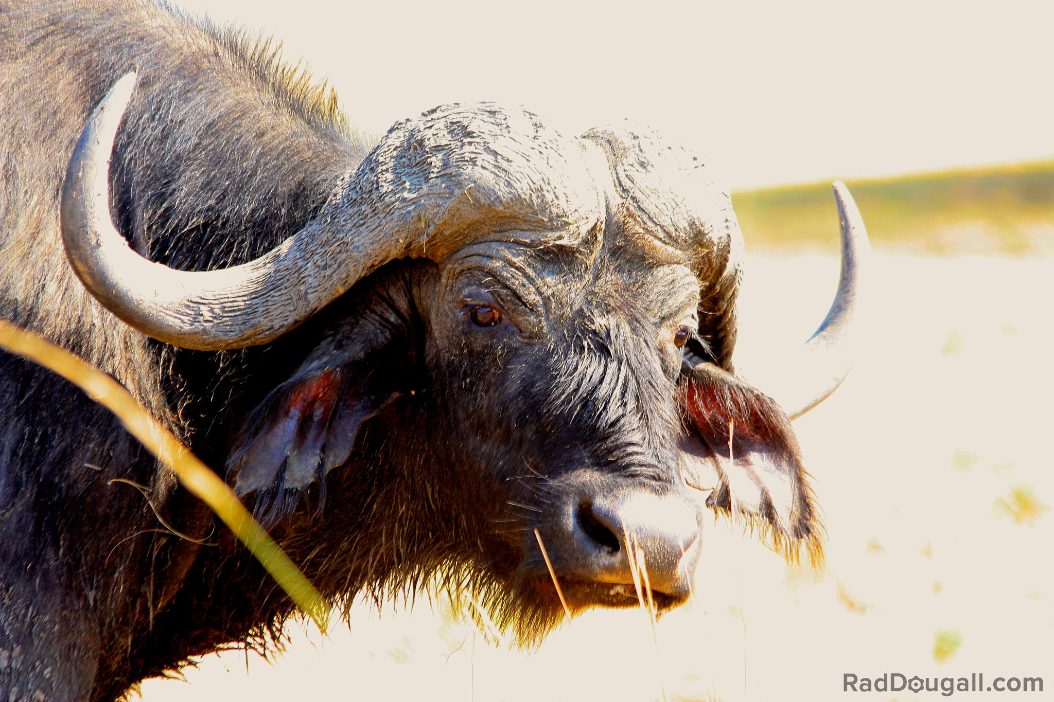Canon EF 70-300mm F4-5.6 IS USM sample photo. Weathered buffalo photography
