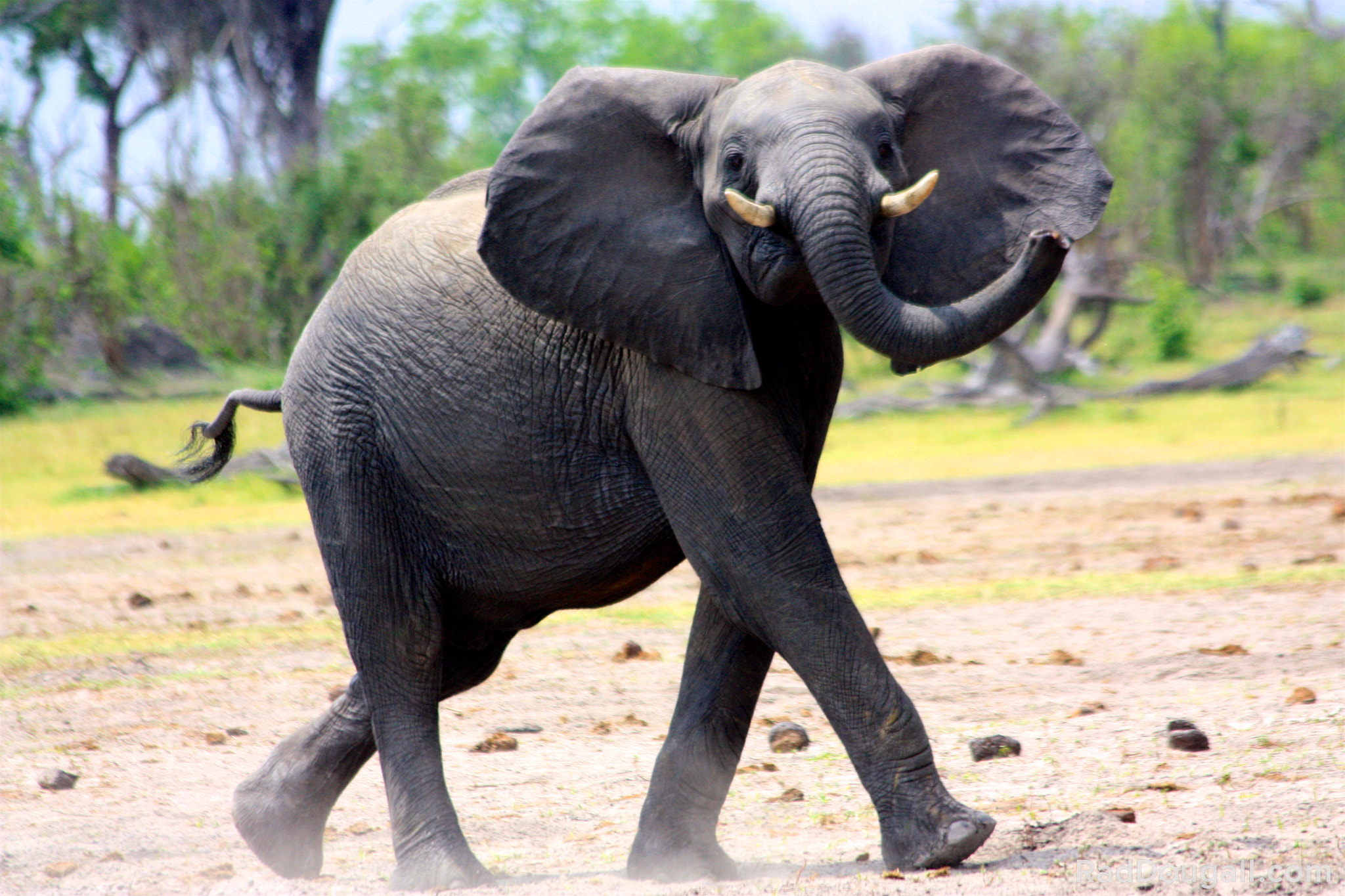 Canon EF 70-300mm F4-5.6 IS USM sample photo. Look at me elephant photography