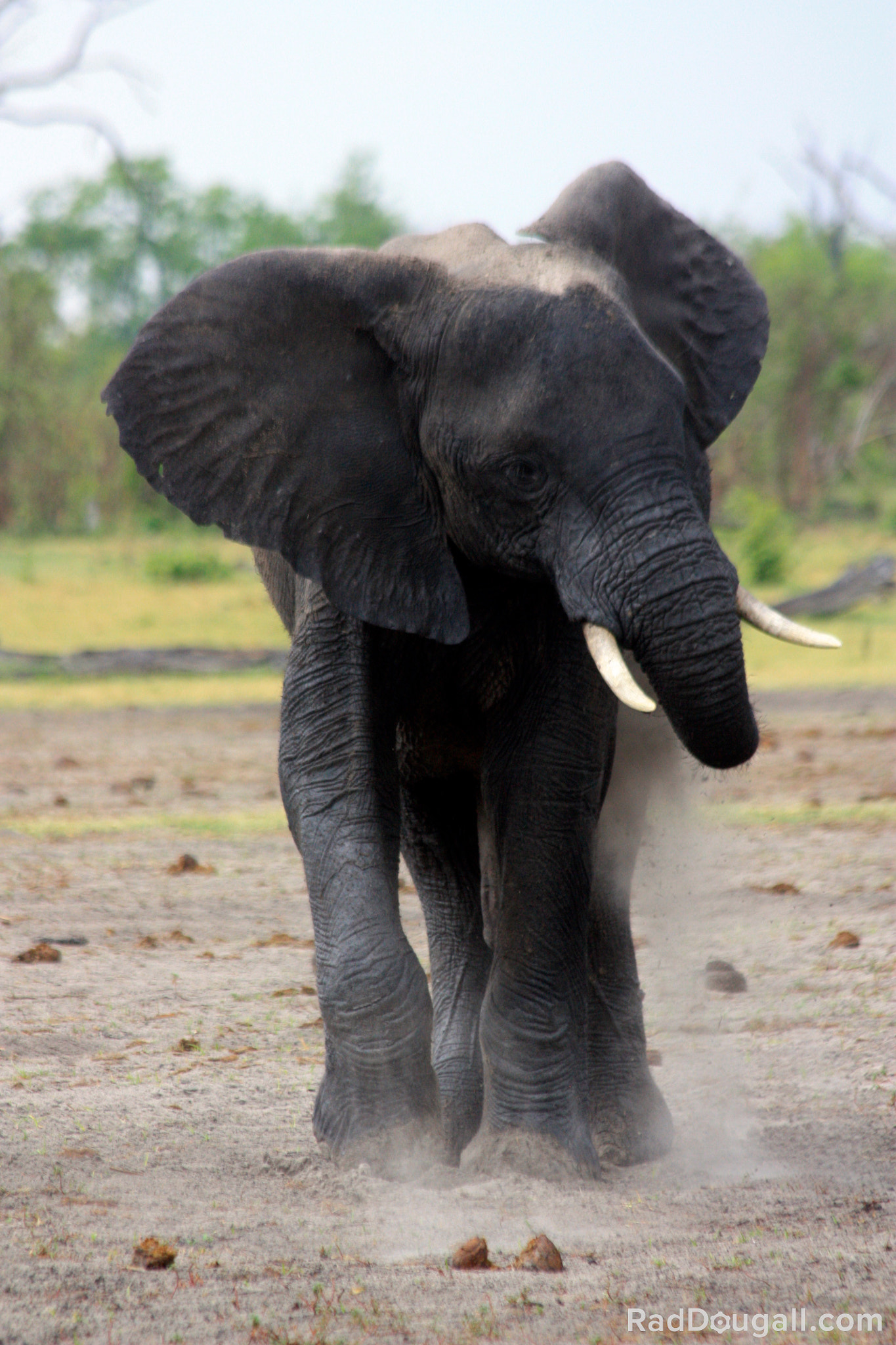 Canon EF 70-300mm F4-5.6 IS USM sample photo. Charging elephant photography