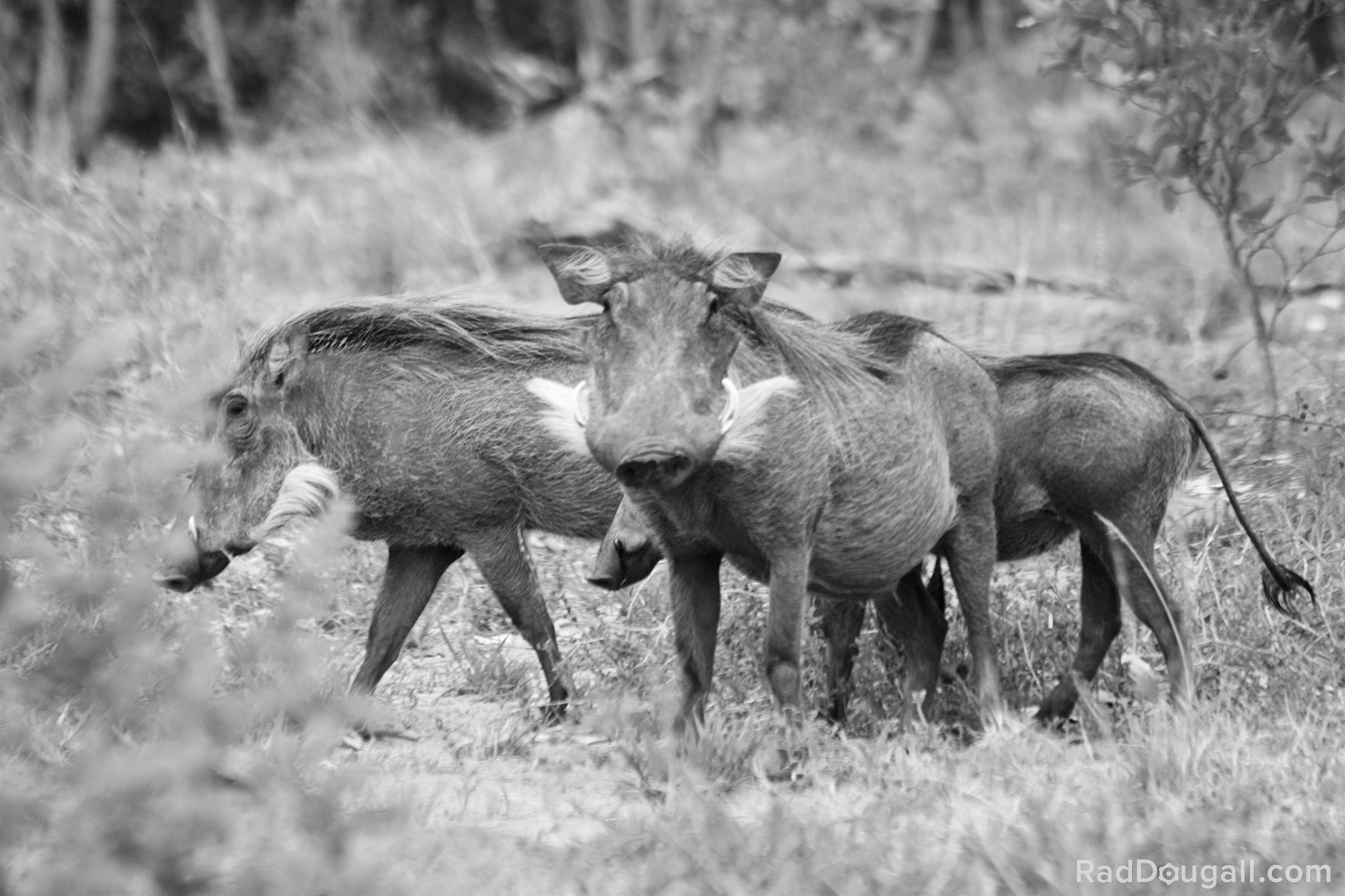 Canon EF 70-300mm F4-5.6 IS USM sample photo. Staring out by a warthog photography