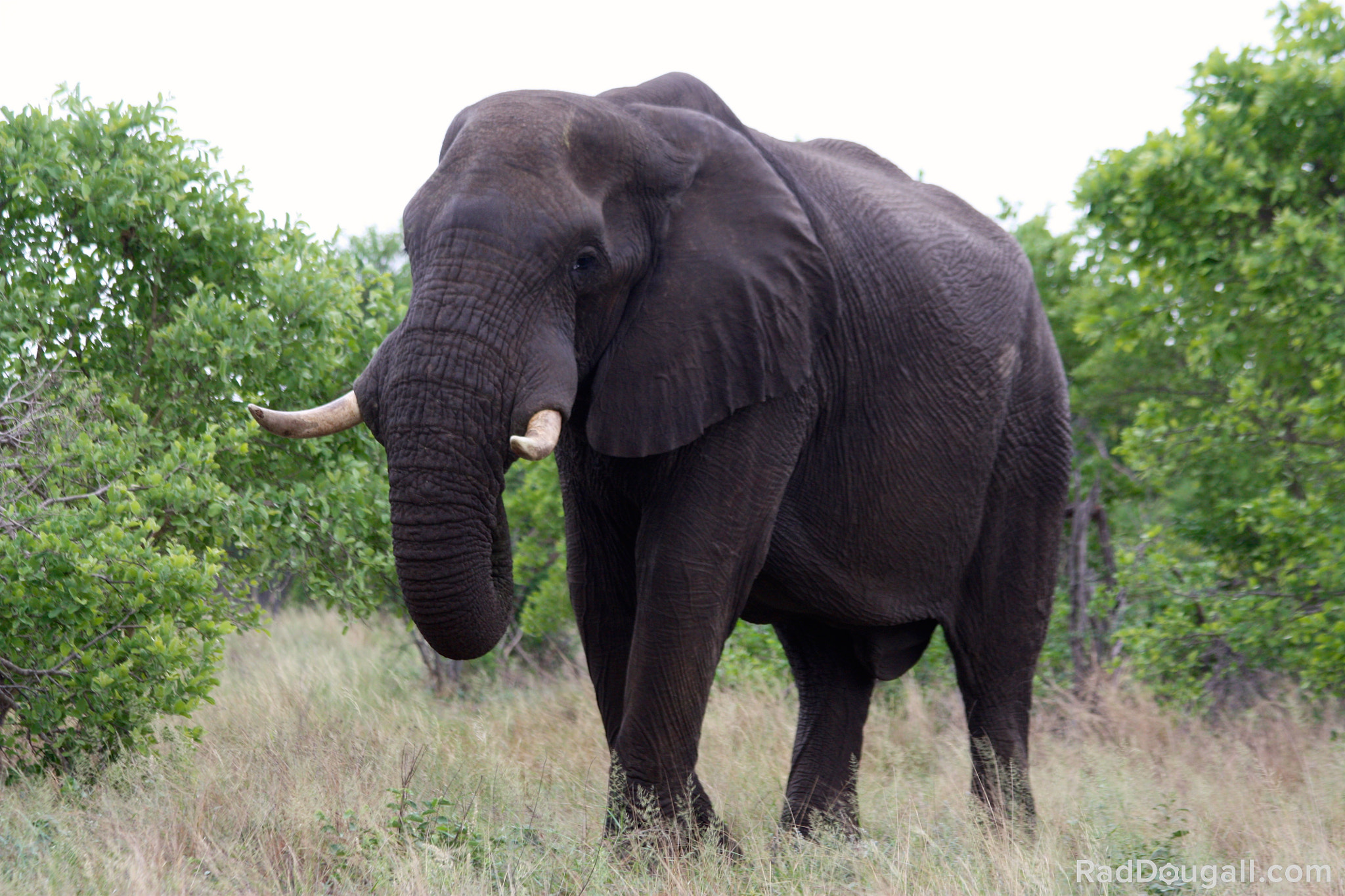 Canon EF 70-300mm F4-5.6 IS USM sample photo. The big boss elephant photography