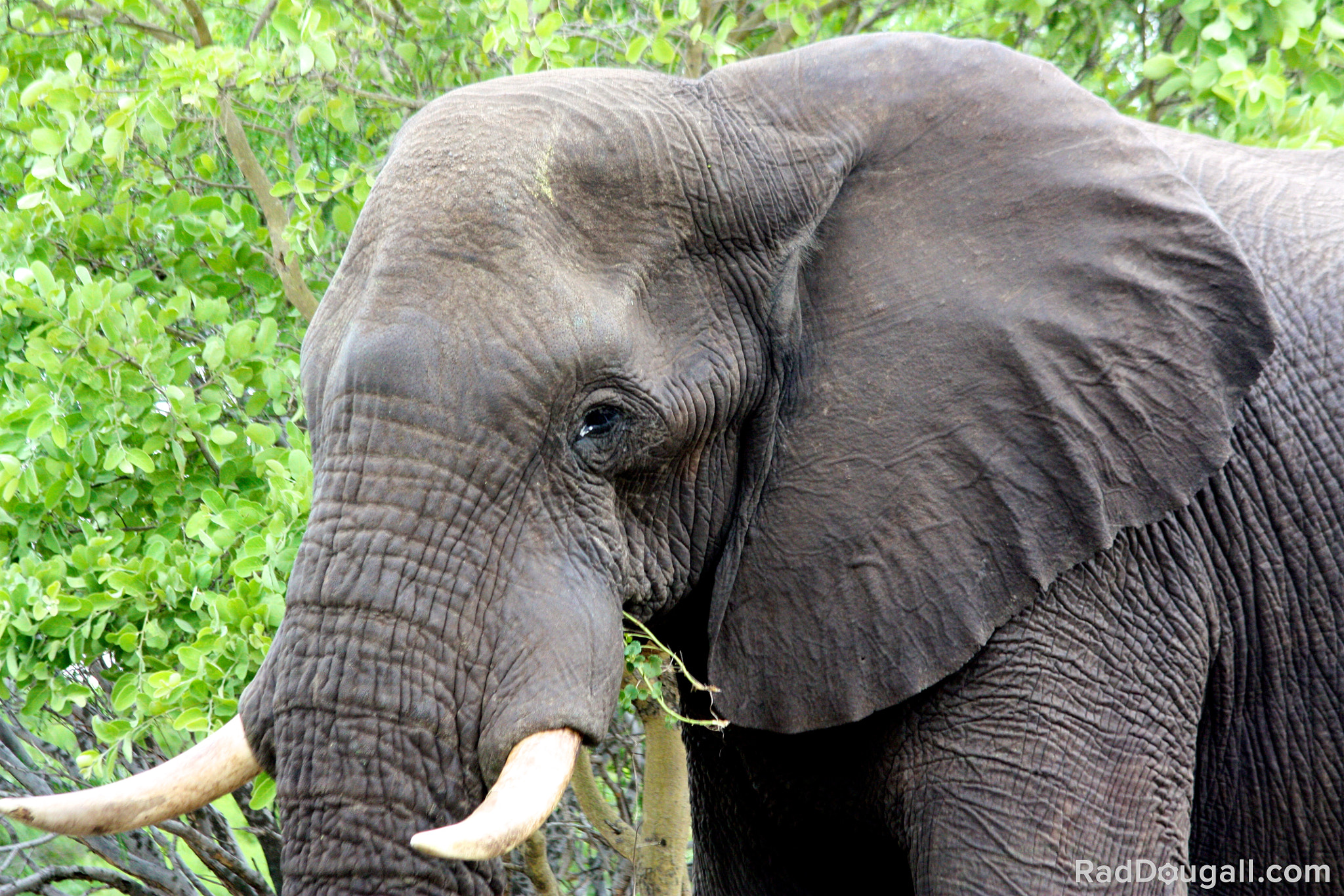 Canon EF 70-300mm F4-5.6 IS USM sample photo. I'm looking at you elephant photography