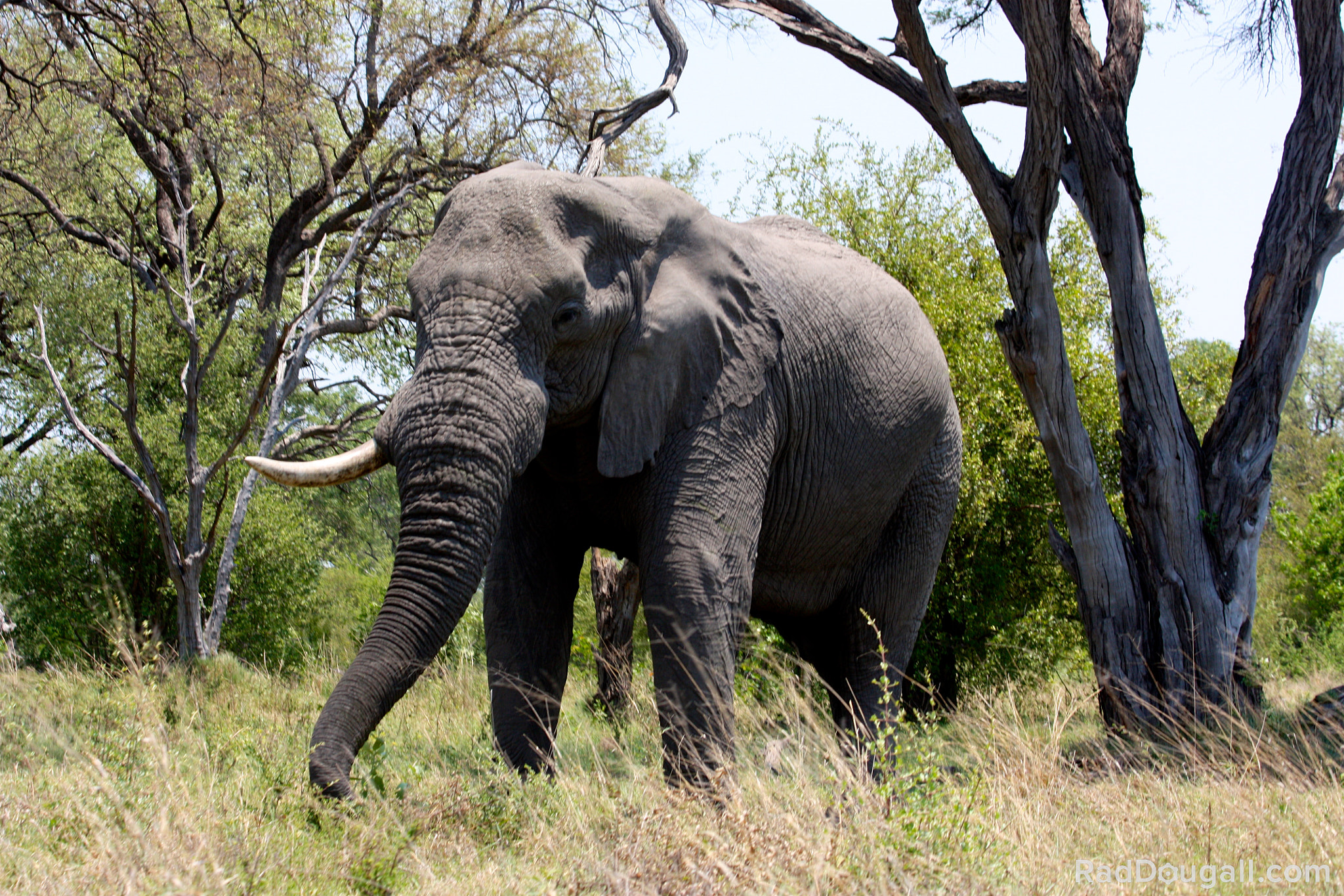 Canon EF 70-300mm F4-5.6 IS USM sample photo. Botswana photography