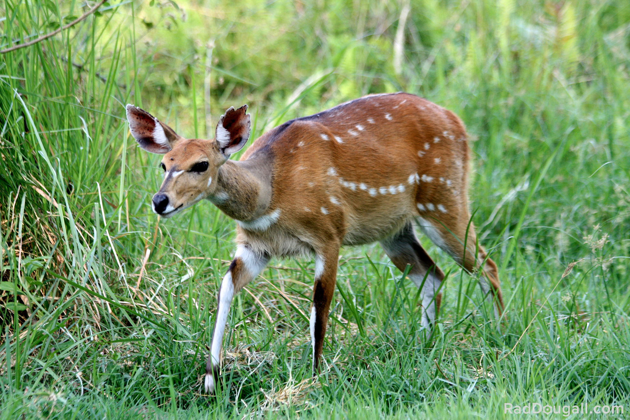 Canon EF 70-300mm F4-5.6 IS USM sample photo. Creeping deer in the delta photography