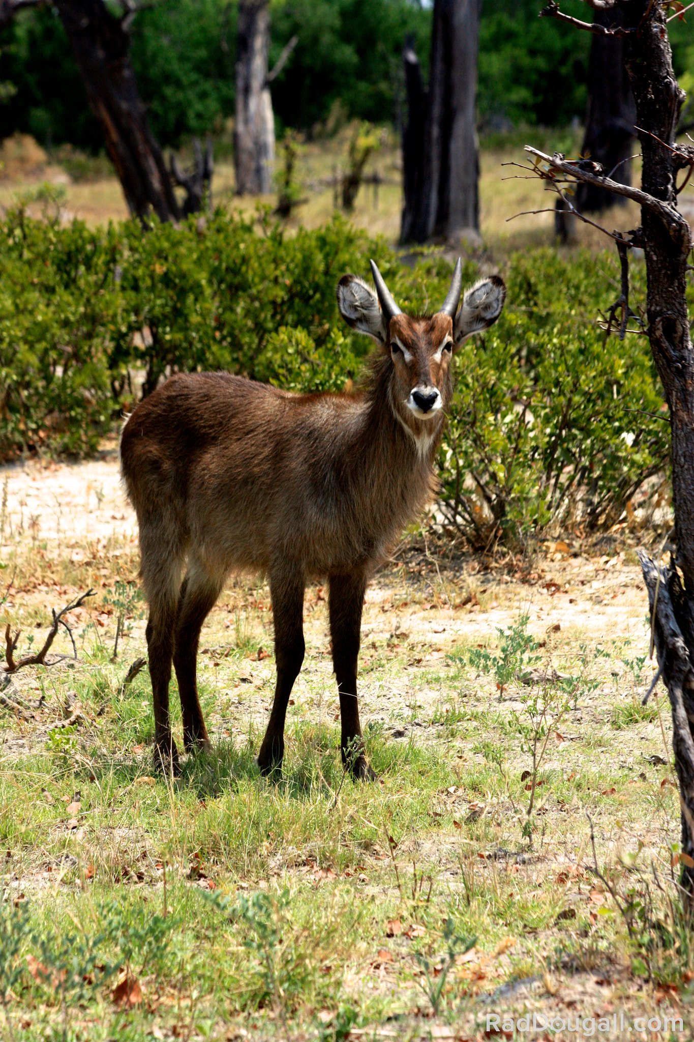 Canon EF 70-300mm F4-5.6 IS USM sample photo. Botswana photography