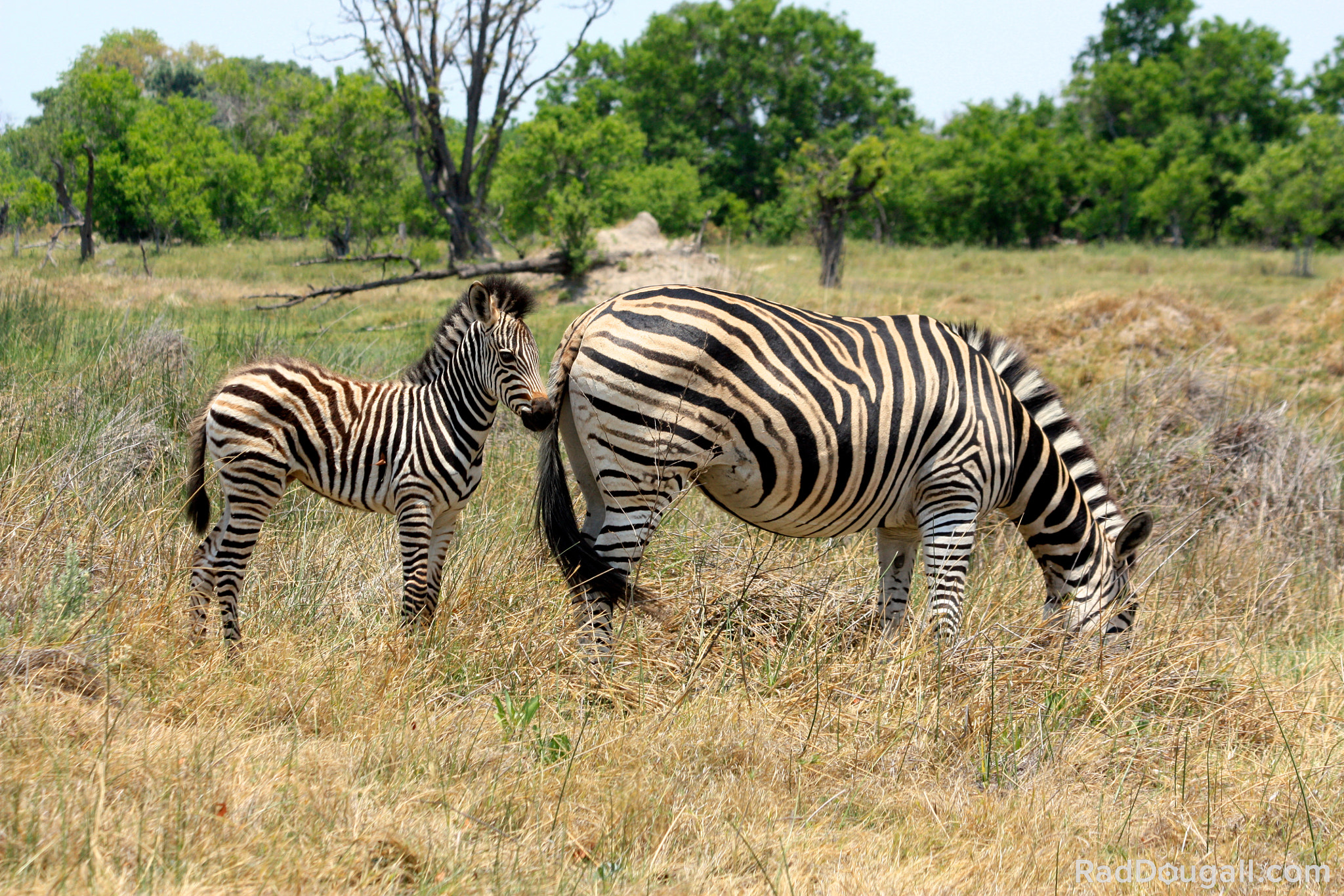 Canon EF 70-300mm F4-5.6 IS USM sample photo. Zebra baby & mother photography