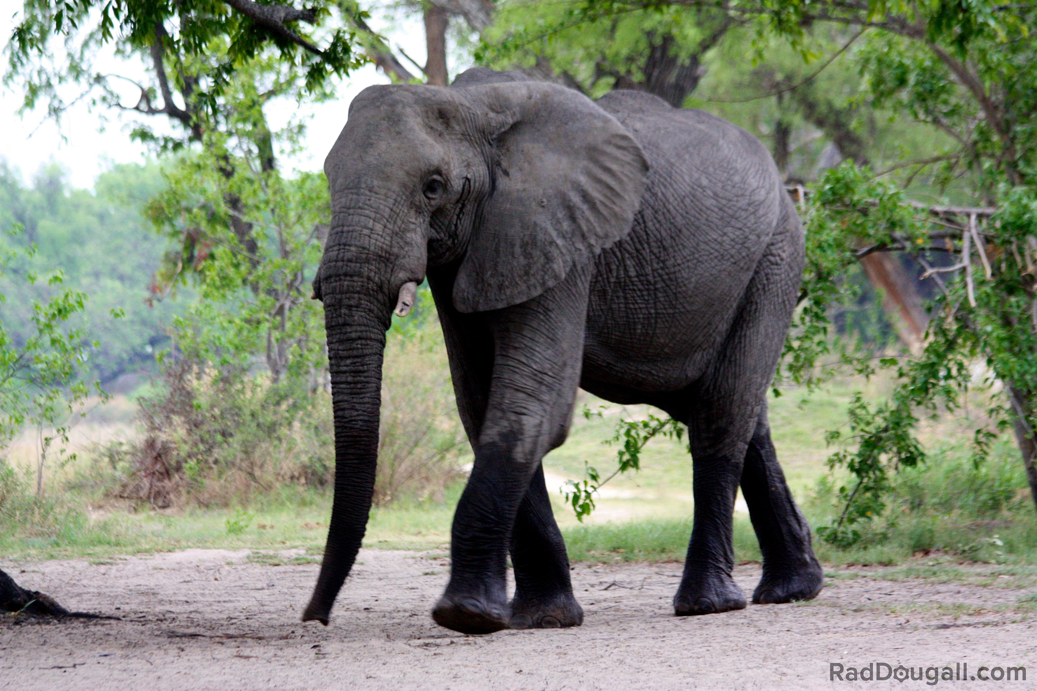 Canon EF 70-300mm F4-5.6 IS USM sample photo. Elephant from 20 yards photography