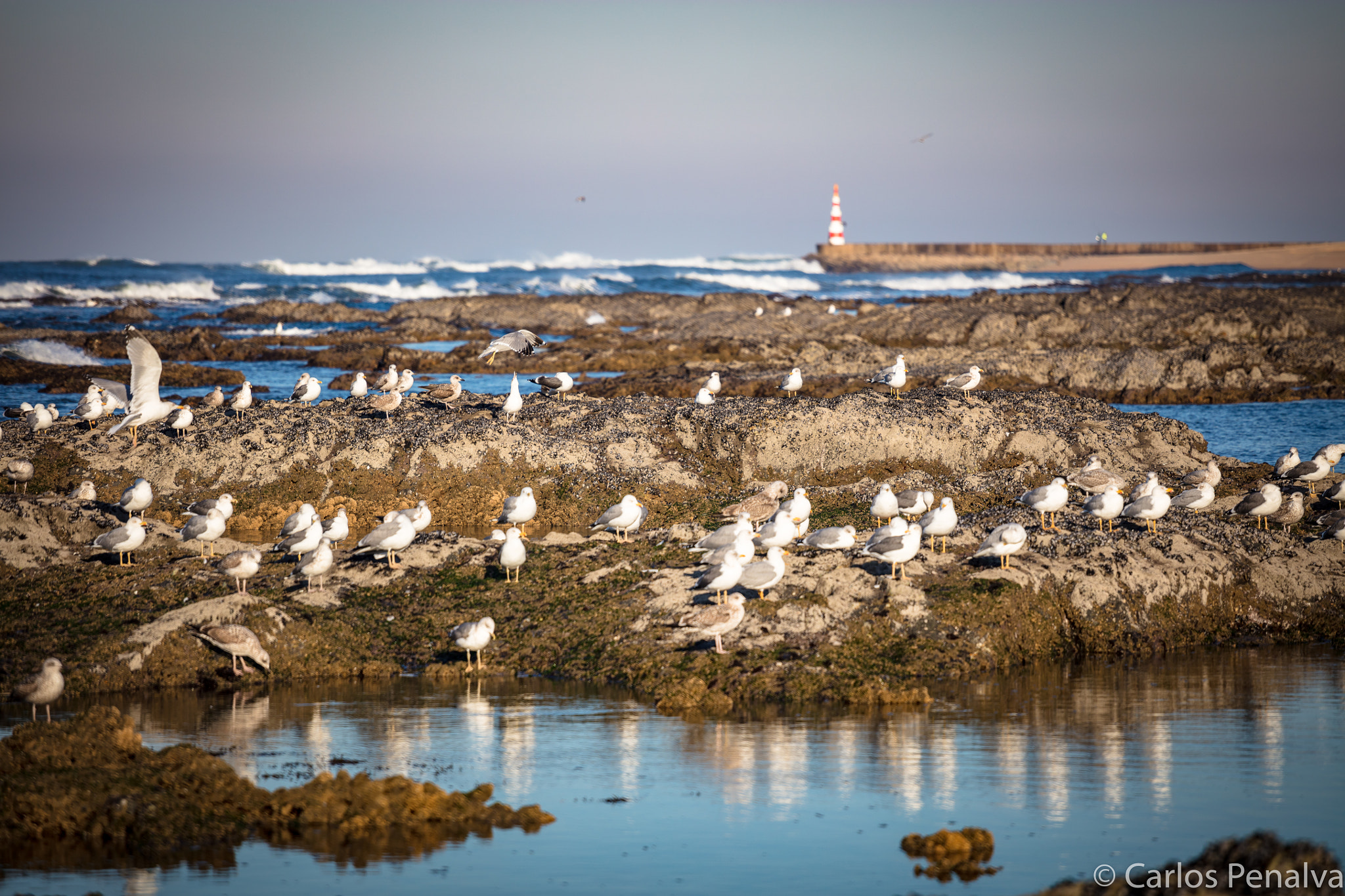 Canon EOS 5DS R + Canon EF 70-200mm F4L USM sample photo. Granja - porto photography