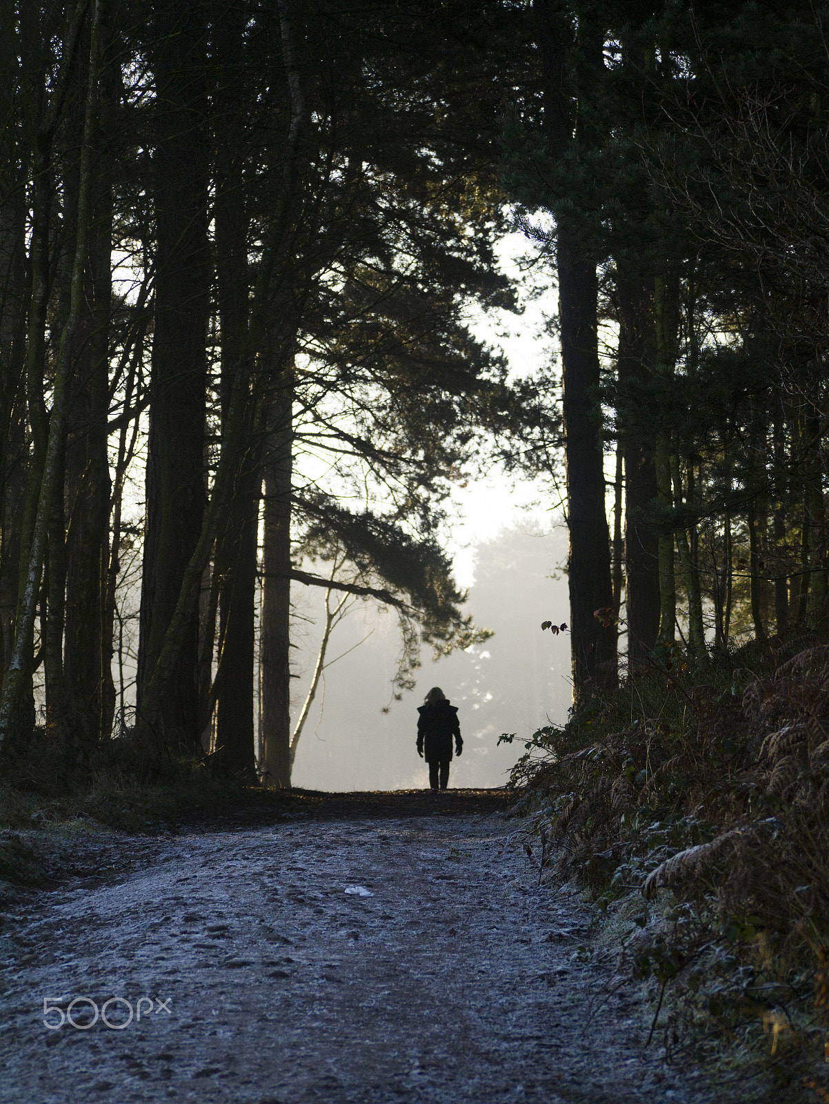 Panasonic Lumix G Vario 45-200mm F4-5.6 OIS sample photo. Frosty morning walk photography