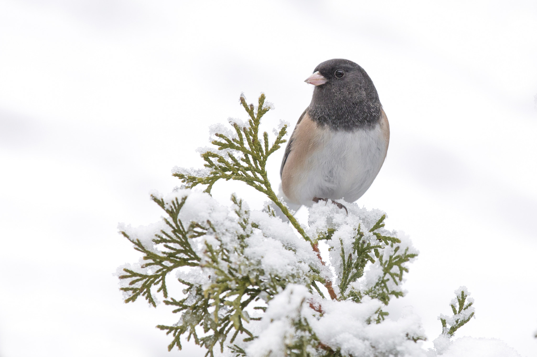Canon EOS 6D + Canon EF 70-200mm F2.8L IS II USM sample photo. Dark eyed junco photography