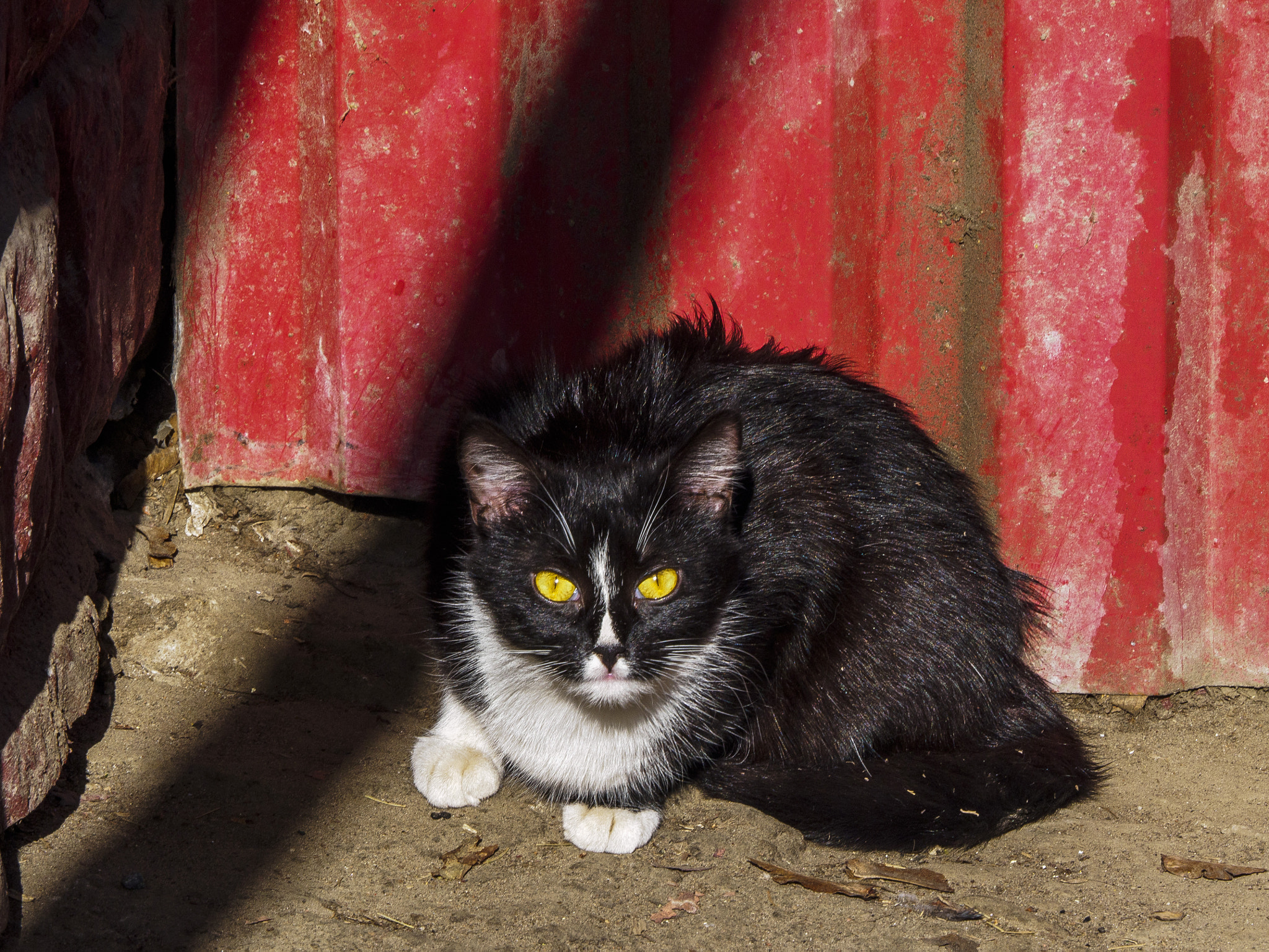 LUMIX G VARIO 45-150/F4.0-5.6 sample photo. Golden eyes photography