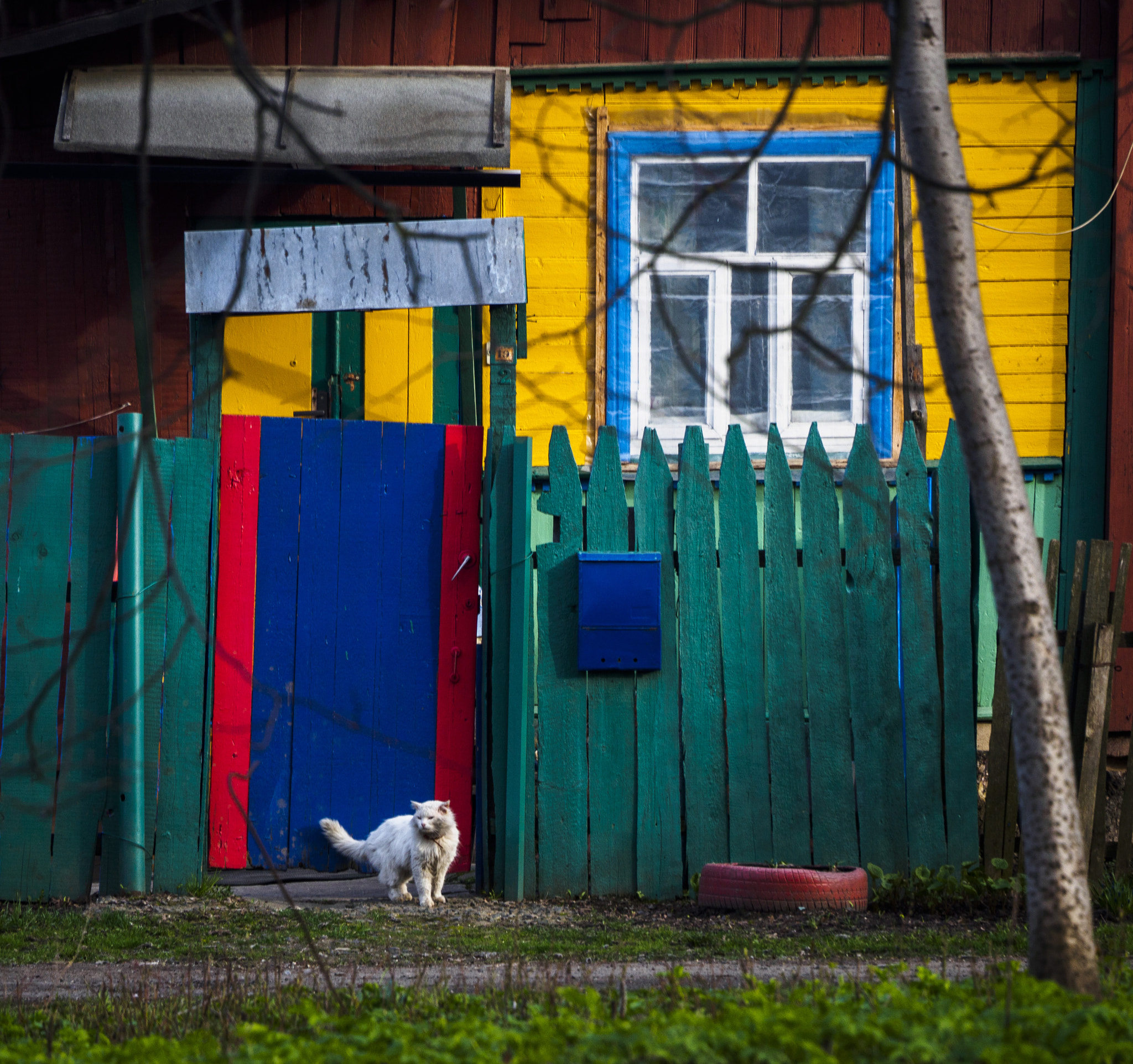 LUMIX G VARIO 45-150/F4.0-5.6 sample photo. Multicolor and white cat photography