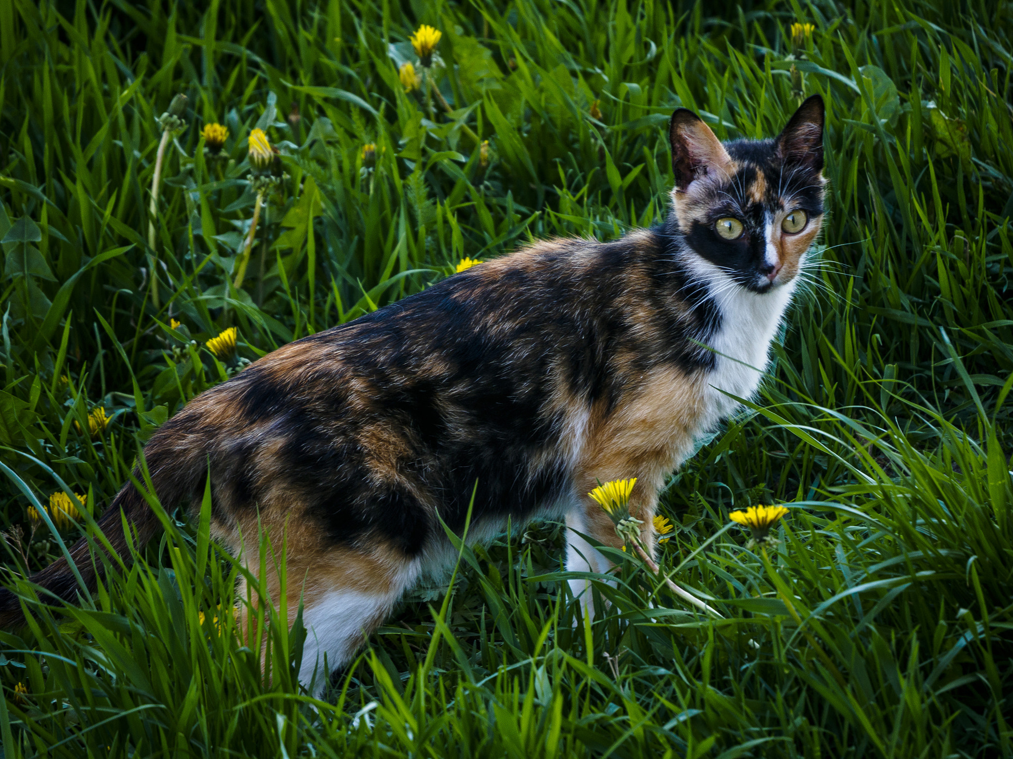 LUMIX G VARIO 45-150/F4.0-5.6 sample photo. Mother photography