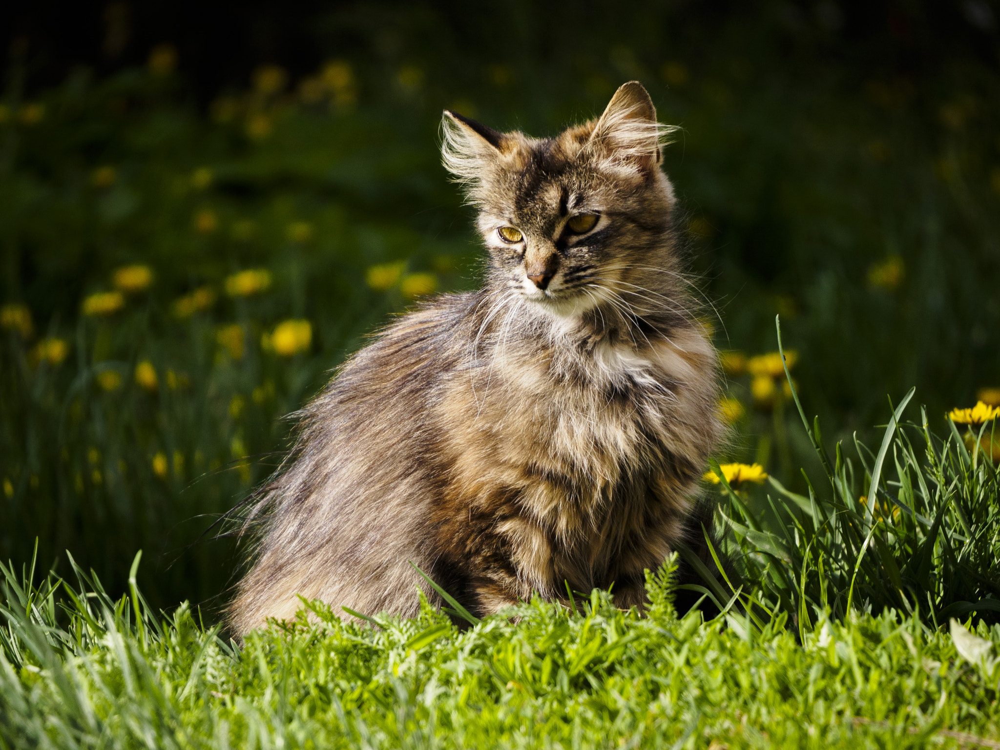 LUMIX G VARIO 45-150/F4.0-5.6 sample photo. Simply cat photography