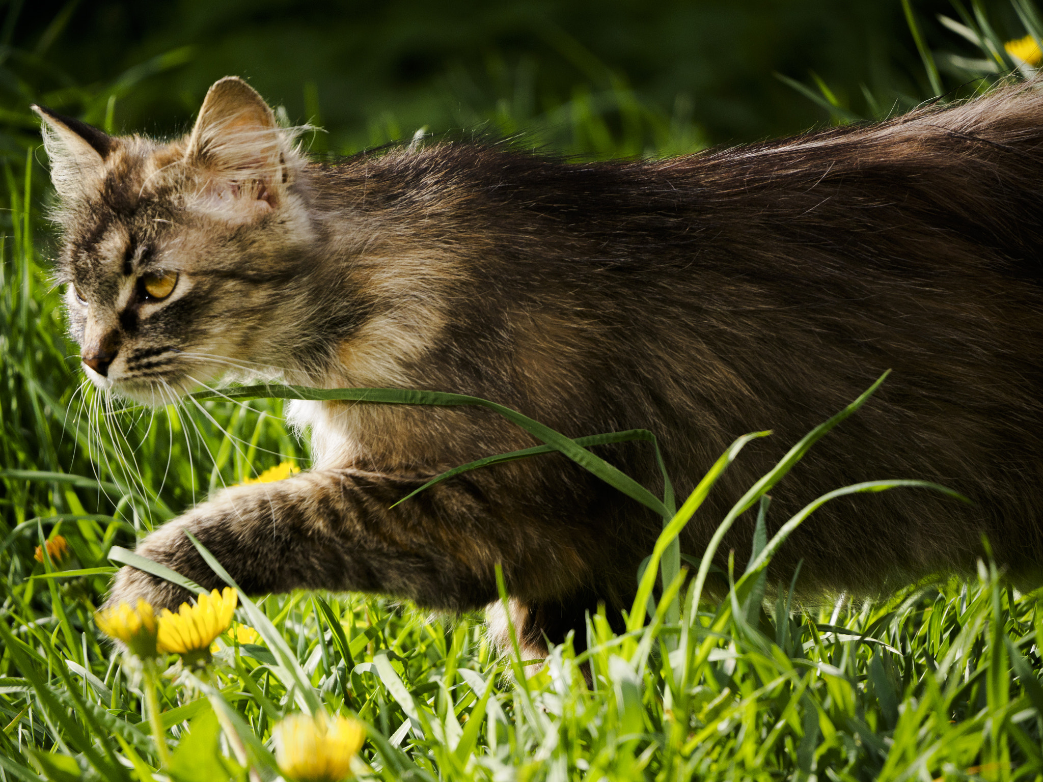 LUMIX G VARIO 45-150/F4.0-5.6 sample photo. Motion of cat photography