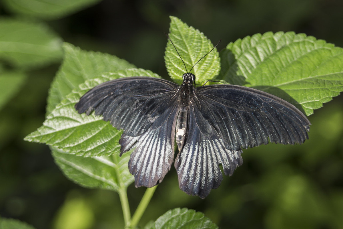 Canon EF 35-80mm f/4-5.6 sample photo. Butterflies at butterfly wonderland photography