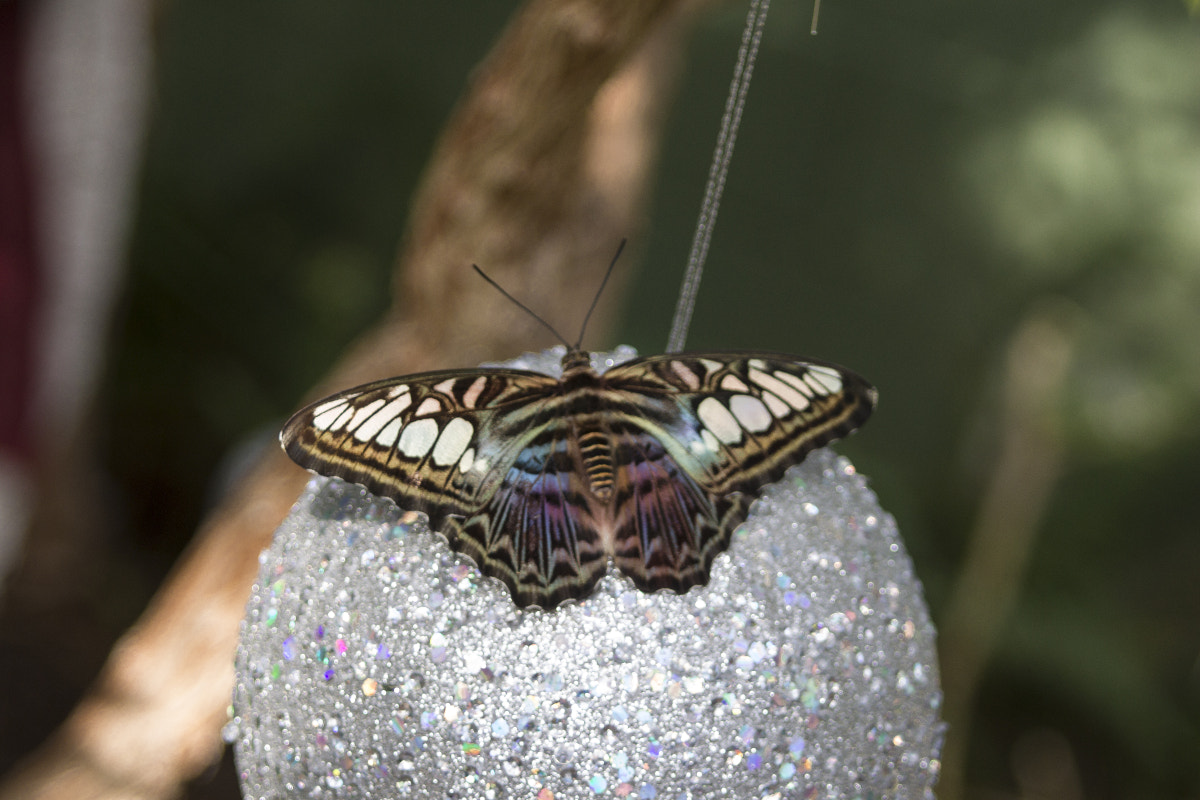 Canon EF 35-80mm f/4-5.6 sample photo. Butterflies at butterfly wonderland photography